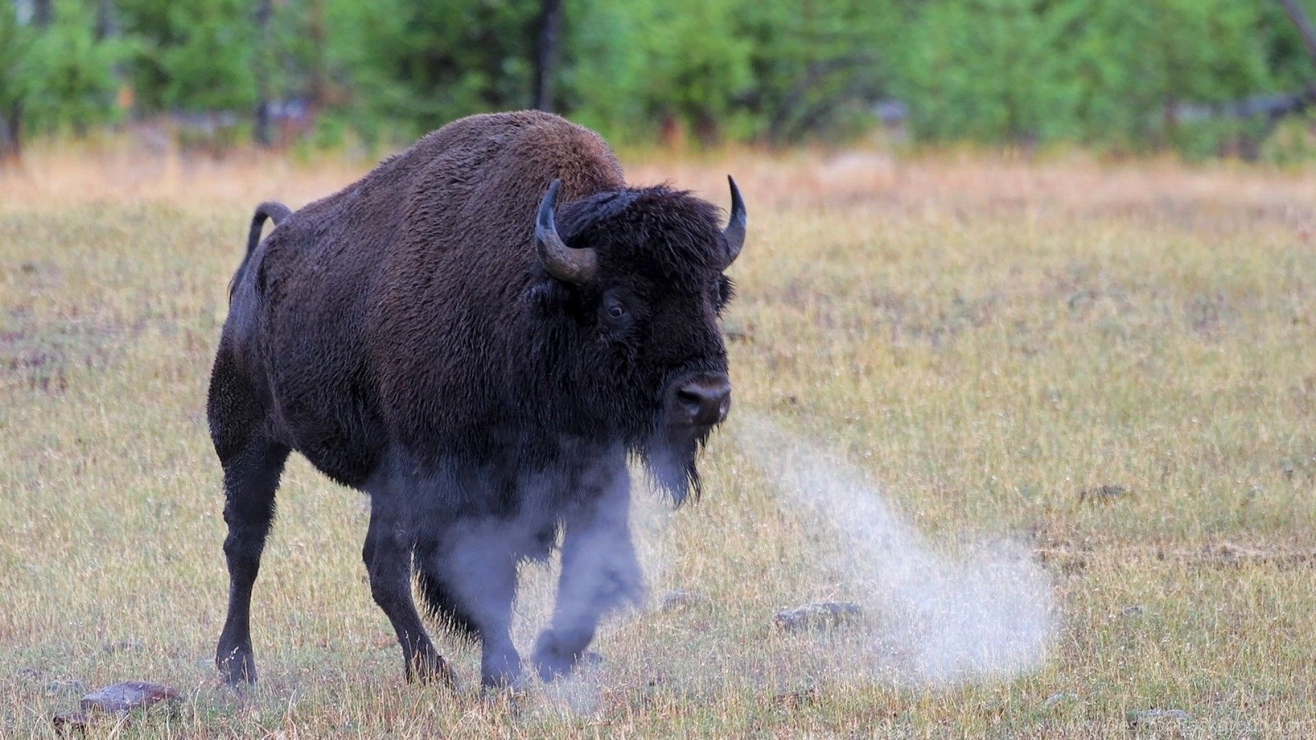 Buffalo art, Artistic buffalo wallpapers, Buffalo-themed backgrounds, Creative buffalo images, 1920x1080 Full HD Desktop