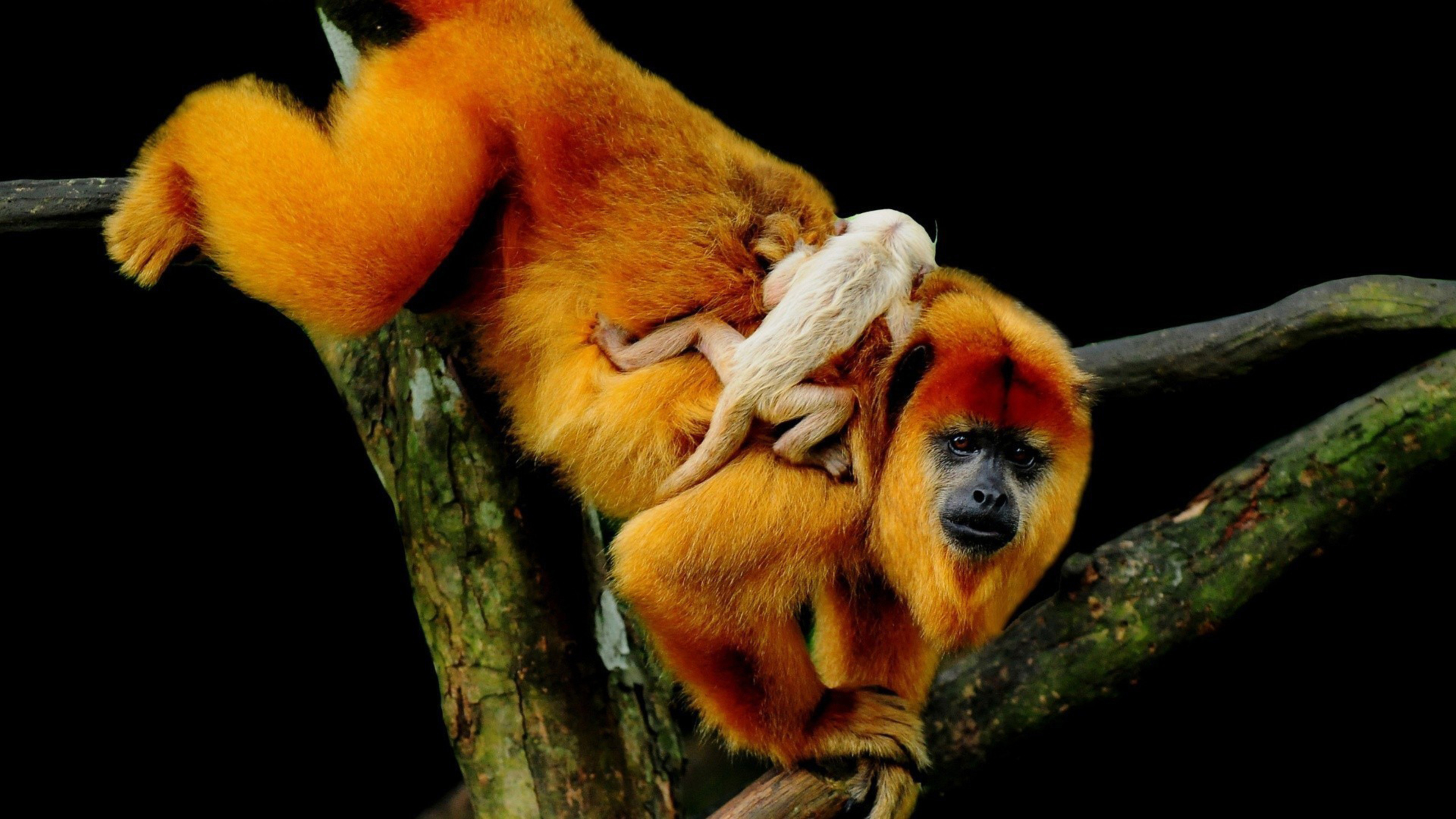 Mother and baby, Howler Monkey Wallpaper, 3840x2160 4K Desktop
