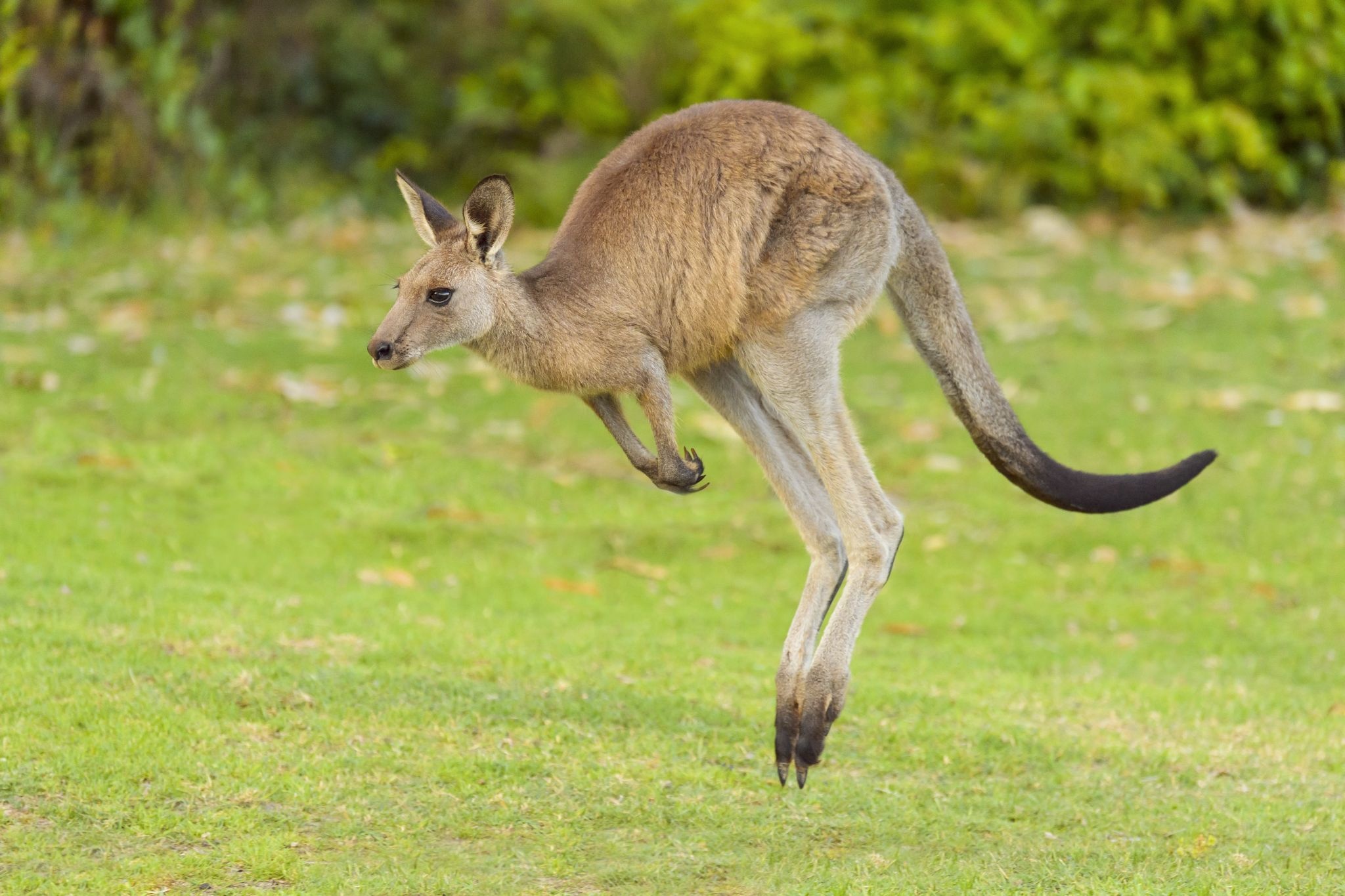 Viral TikTok shows, Missing kangaroo, RGV, 2050x1370 HD Desktop