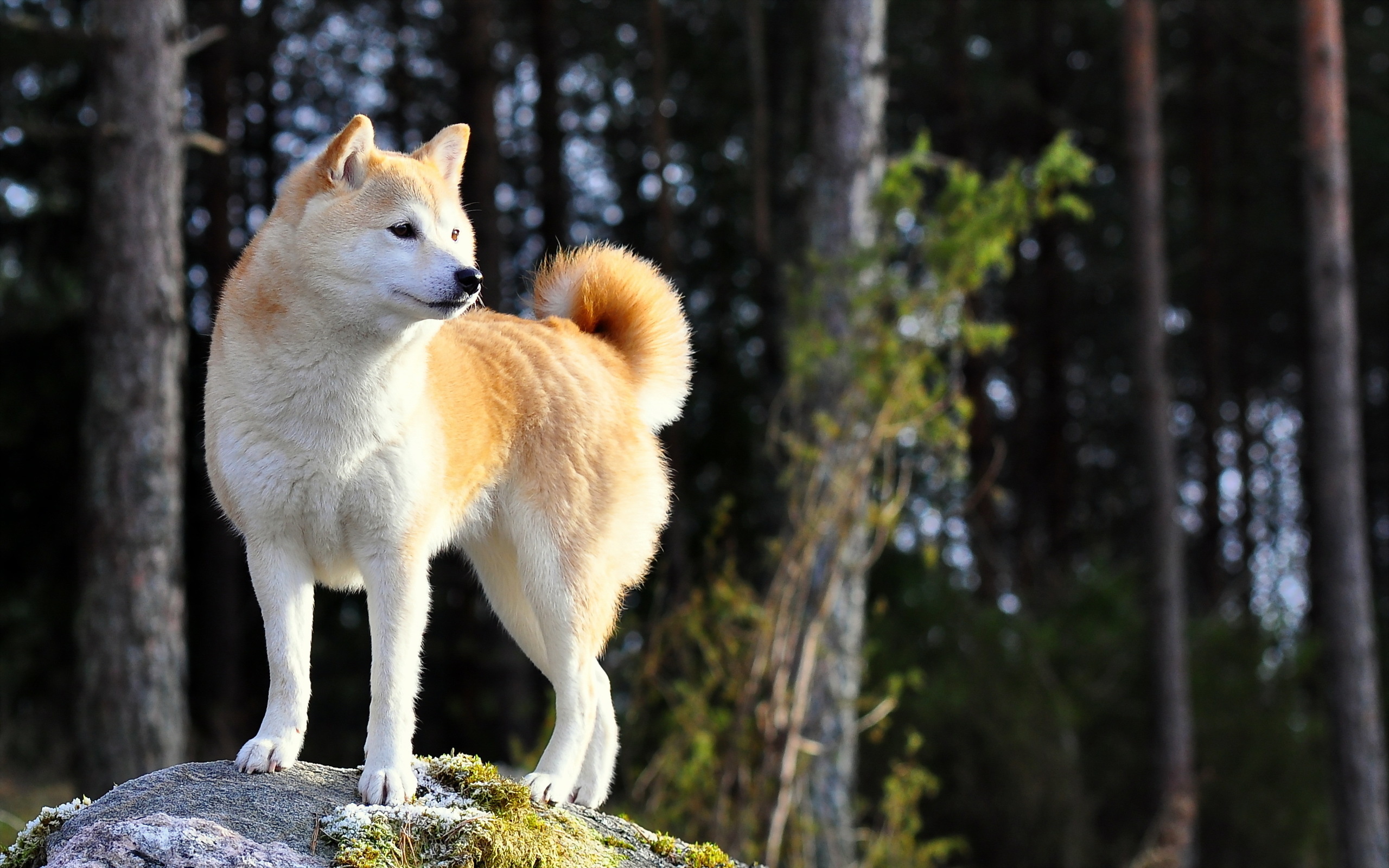 Hokkaido Dog, Shiba inu wallpaper, 2560x1600 HD Desktop