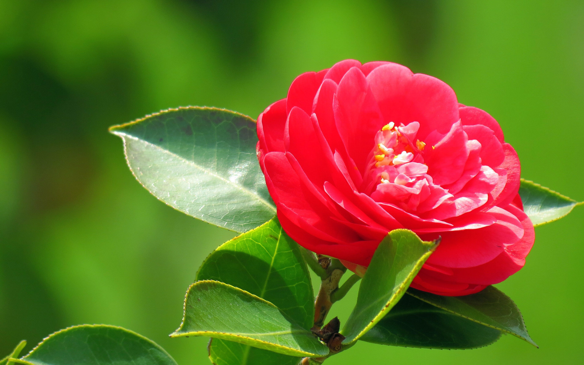 Camellia Windows theme, HD wallpapers, Windows 8 beauty, Desktop delight, 1920x1200 HD Desktop