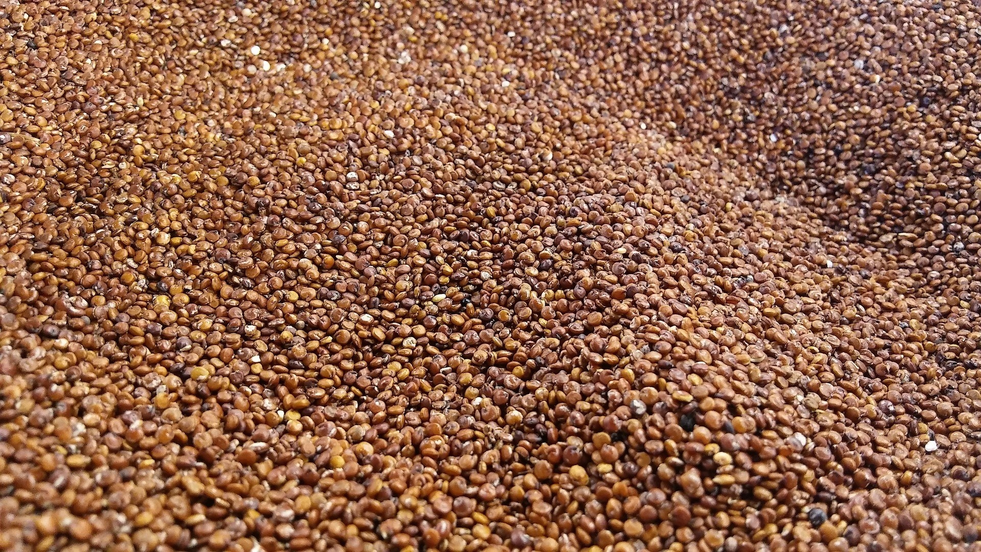 Amaranth comparison, Quinoa analysis, Nutritional value, Informative article, 1920x1080 Full HD Desktop