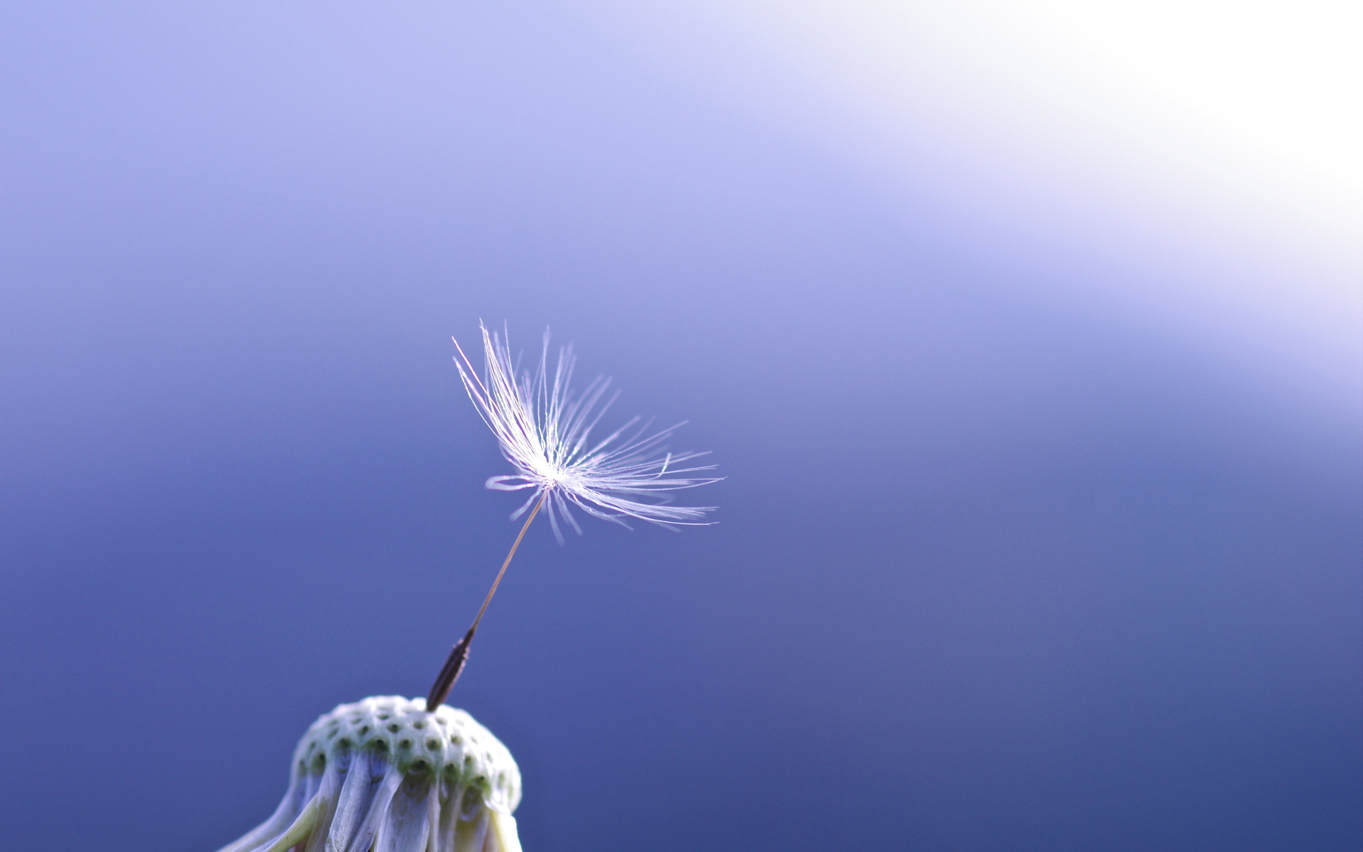 Dandelion macro photography, Close-up seeds, Bokeh effect, Nature's marvel, 1920x1200 HD Desktop