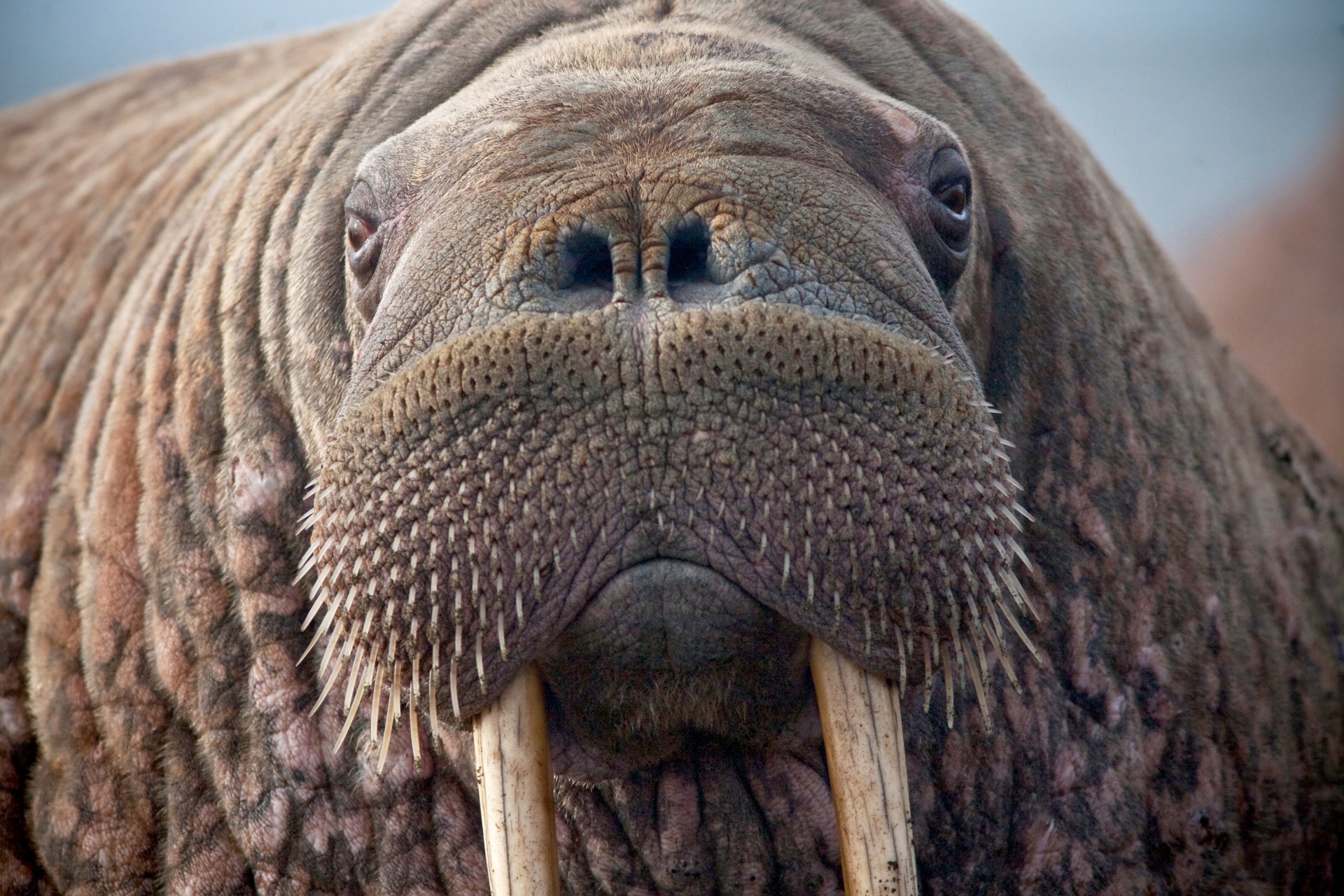 Close-up, Walrus Wallpaper, 1920x1280 HD Desktop