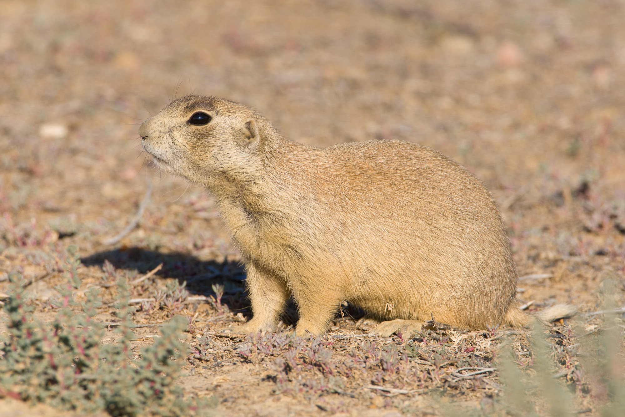 White-tailed Prairie Dog, Cynomys leucurus, Inaturalist, 2000x1340 HD Desktop