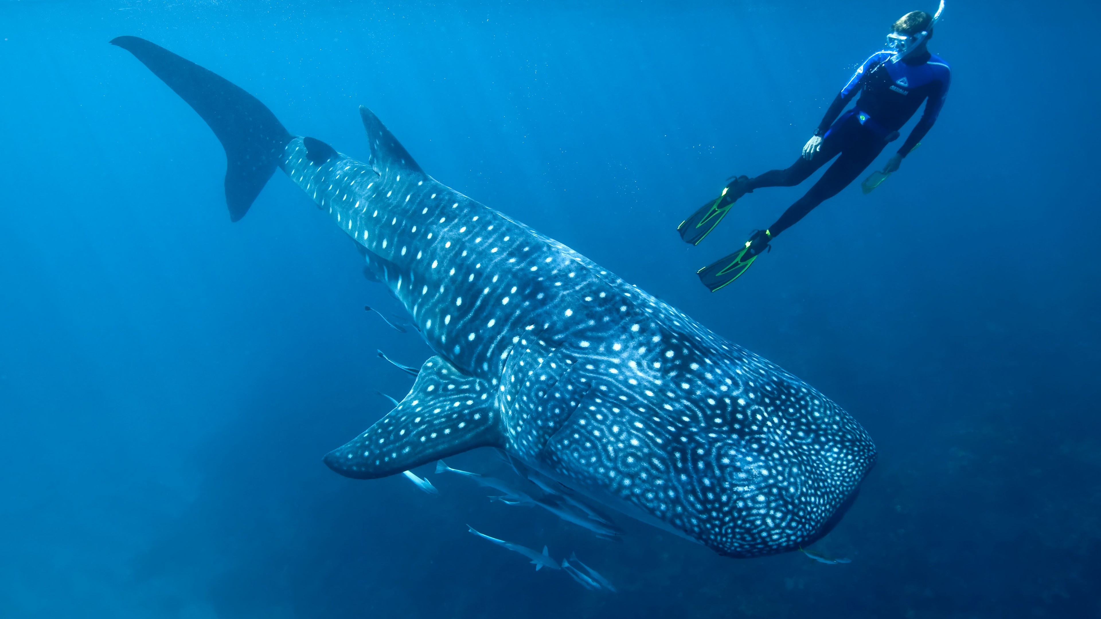 Whale shark, Diving Wallpaper, 3840x2160 4K Desktop