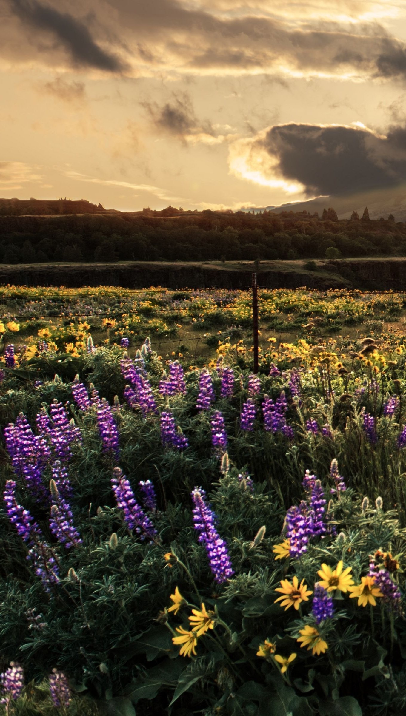 Captivating flower field, Clouded sky, 1360x2400 HD Phone