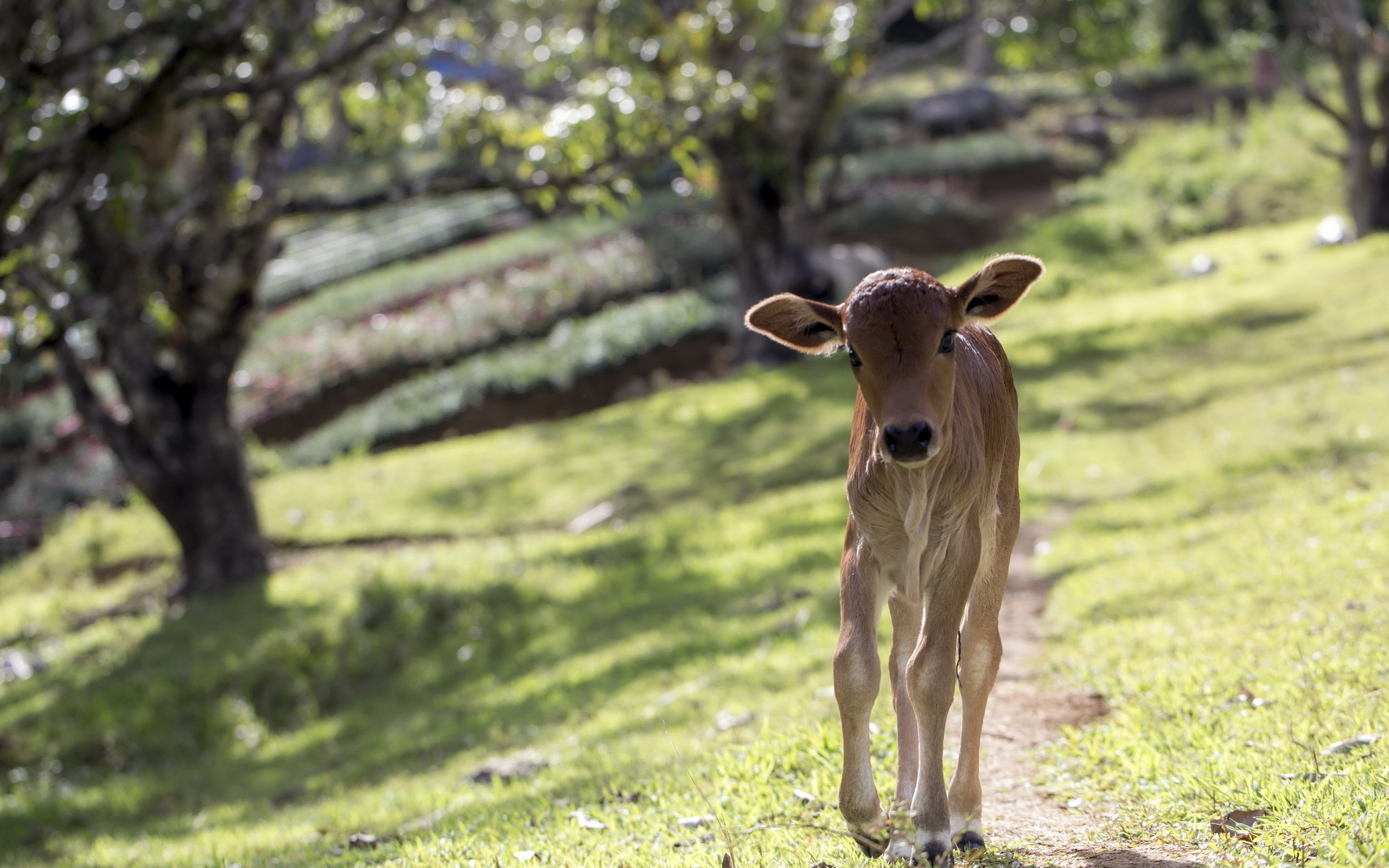 Calf, Farm Animals Wallpaper, 2560x1600 HD Desktop