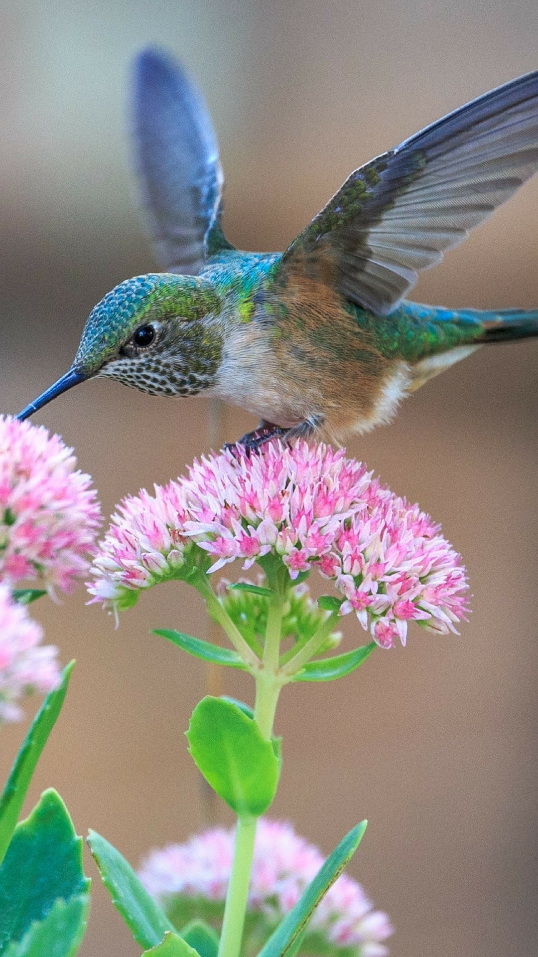 Calliope, Hummingbirds Wallpaper, 1080x1920 Full HD Phone