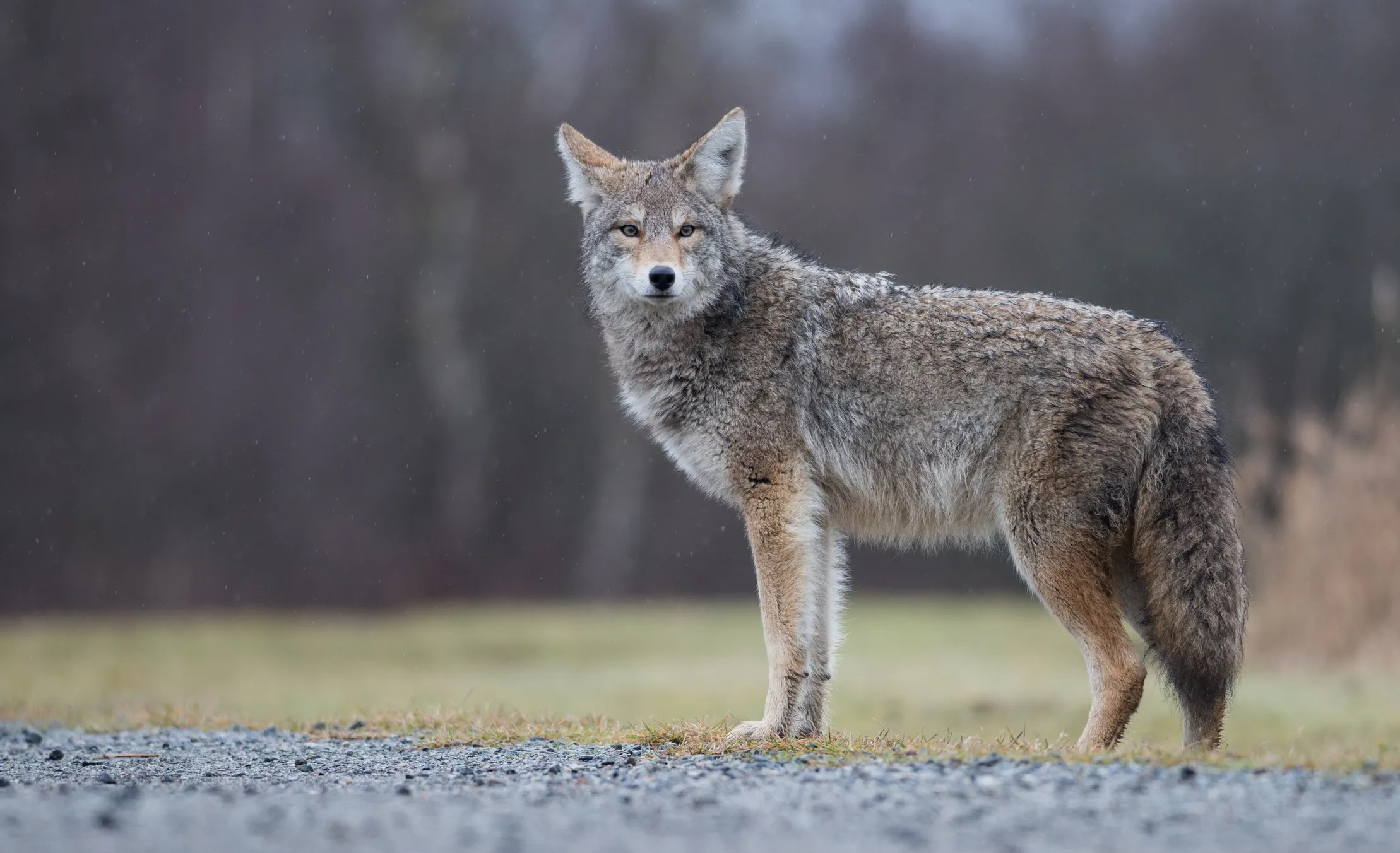 Coyote, Child's nightmare, Dallas encounter, Terrifying experience, 2220x1360 HD Desktop