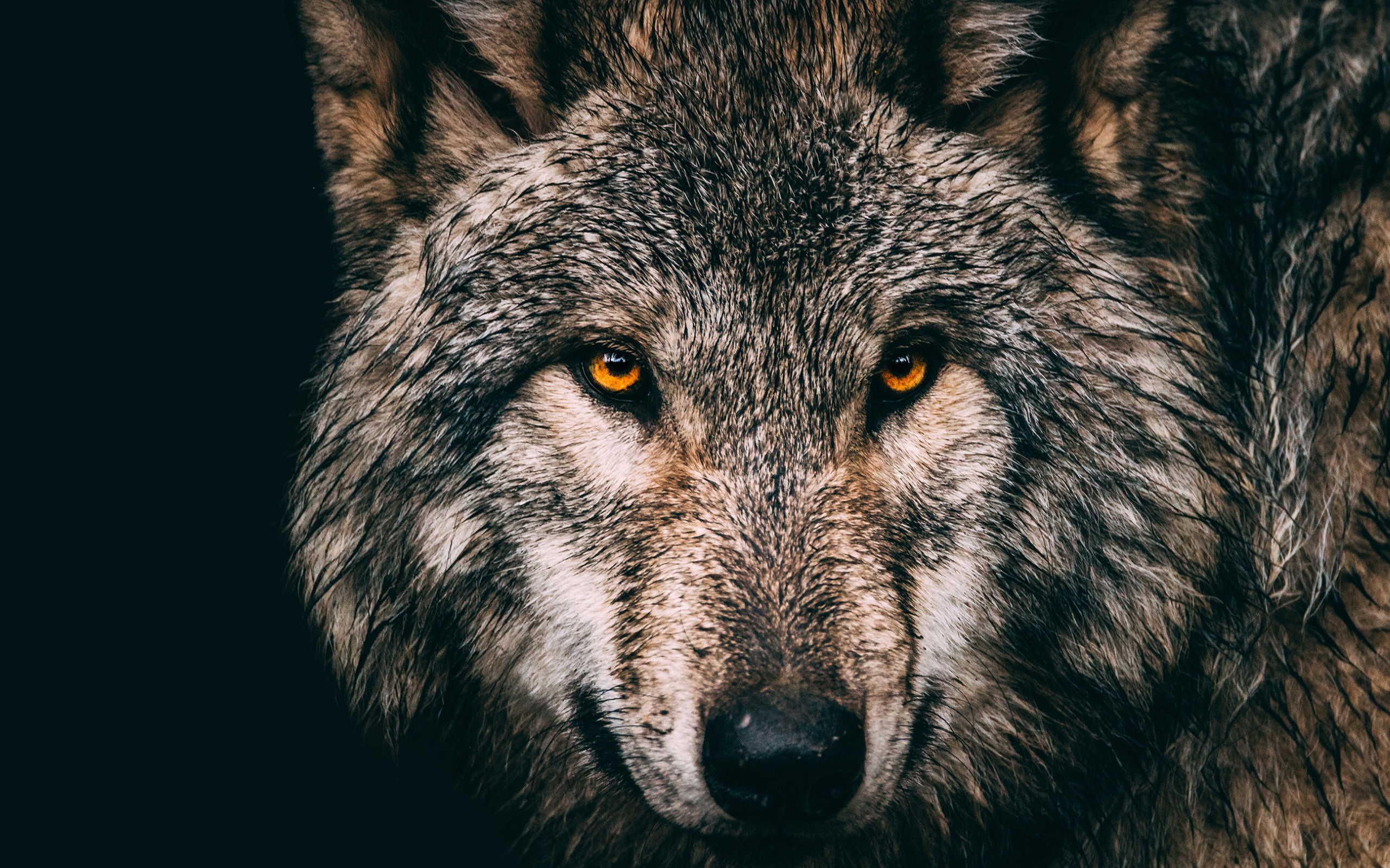 Gray Wolf, Gray wolf wald, Raubtiere, Wilde tiere, 2560x1600 HD Desktop