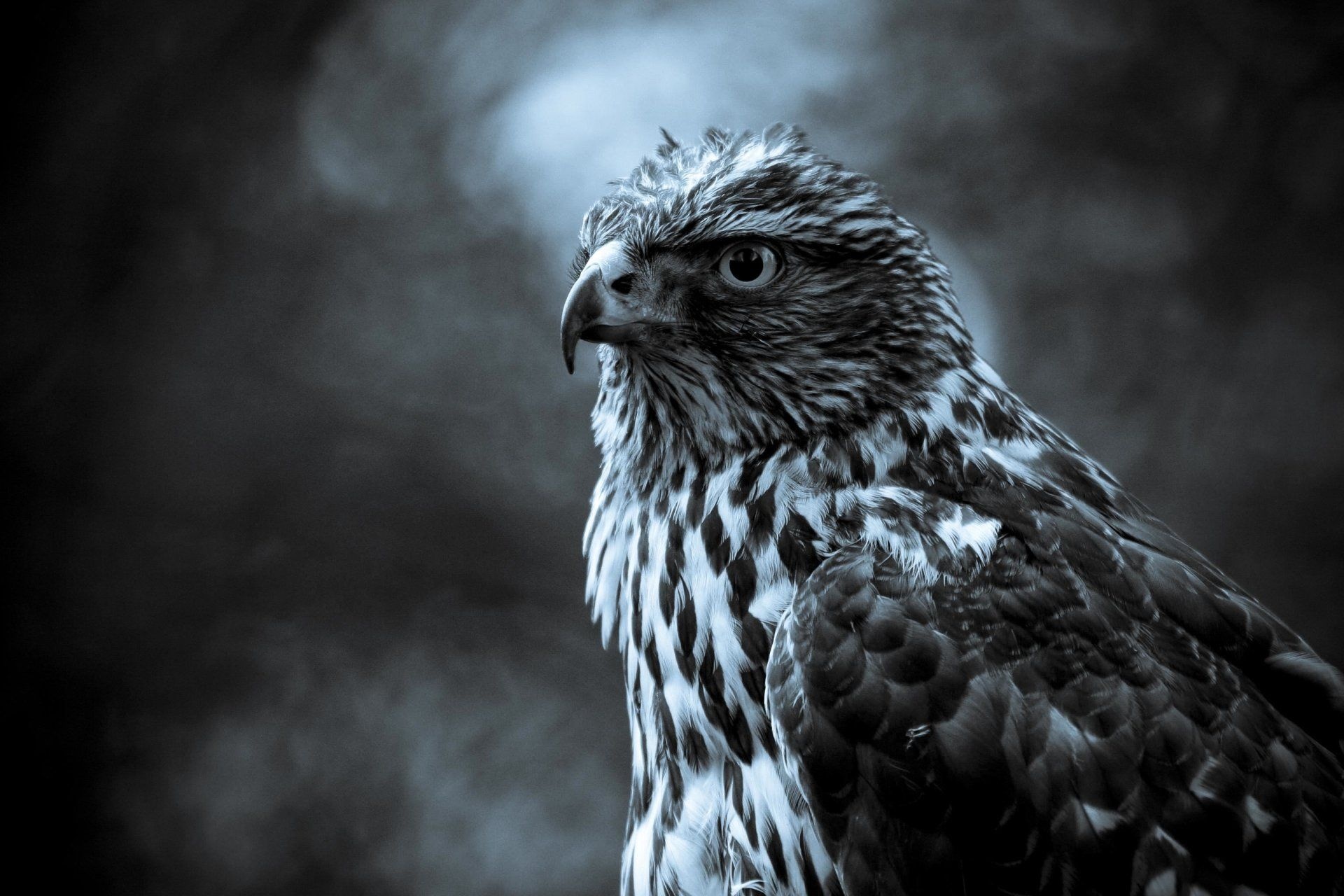 Hawk wallpapers, Free downloads, Top quality, 1920x1280 HD Desktop