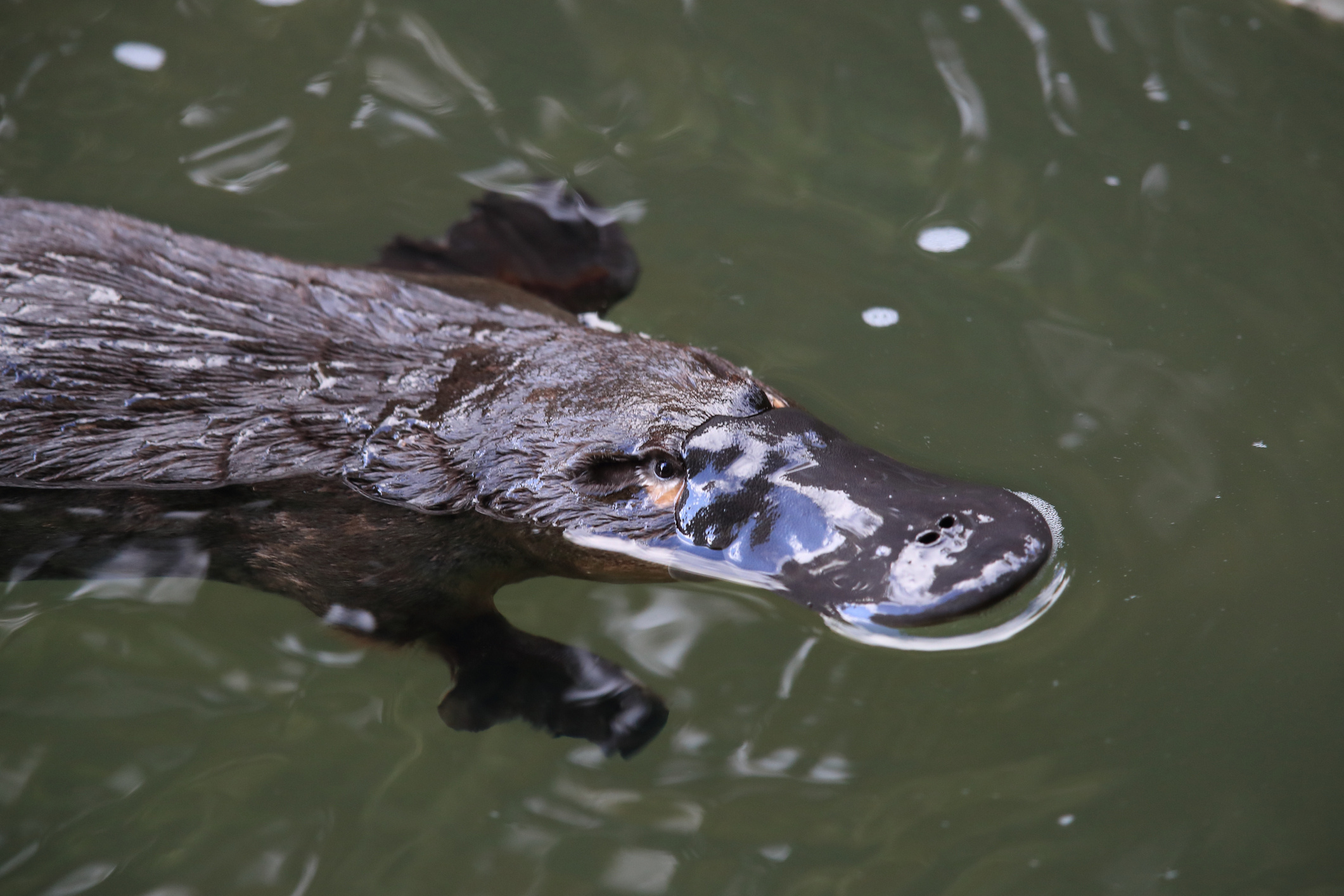 Endangered platypus, Bacteria-ridden cesspits, Species at risk, Dying population, 2130x1420 HD Desktop