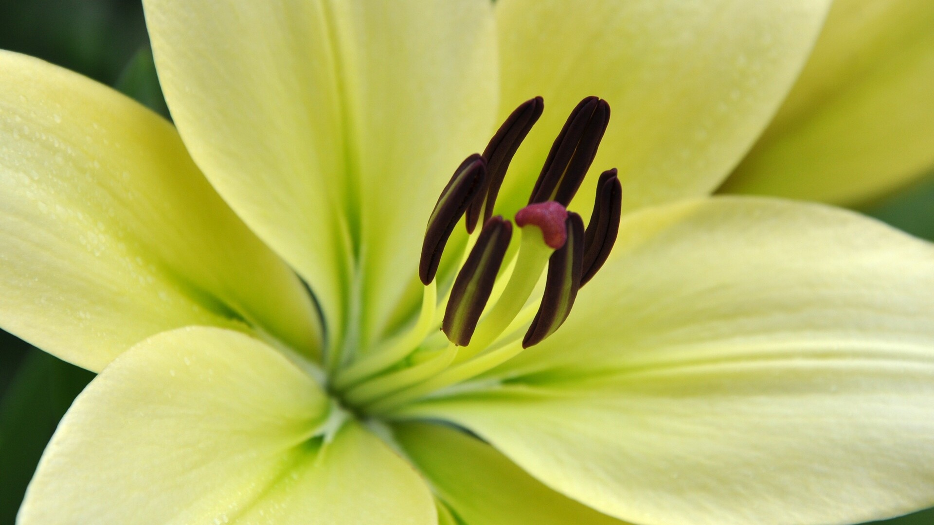 Light yellow lilies, HD wallpaper, Free photo, Stunning background, 1920x1080 Full HD Desktop