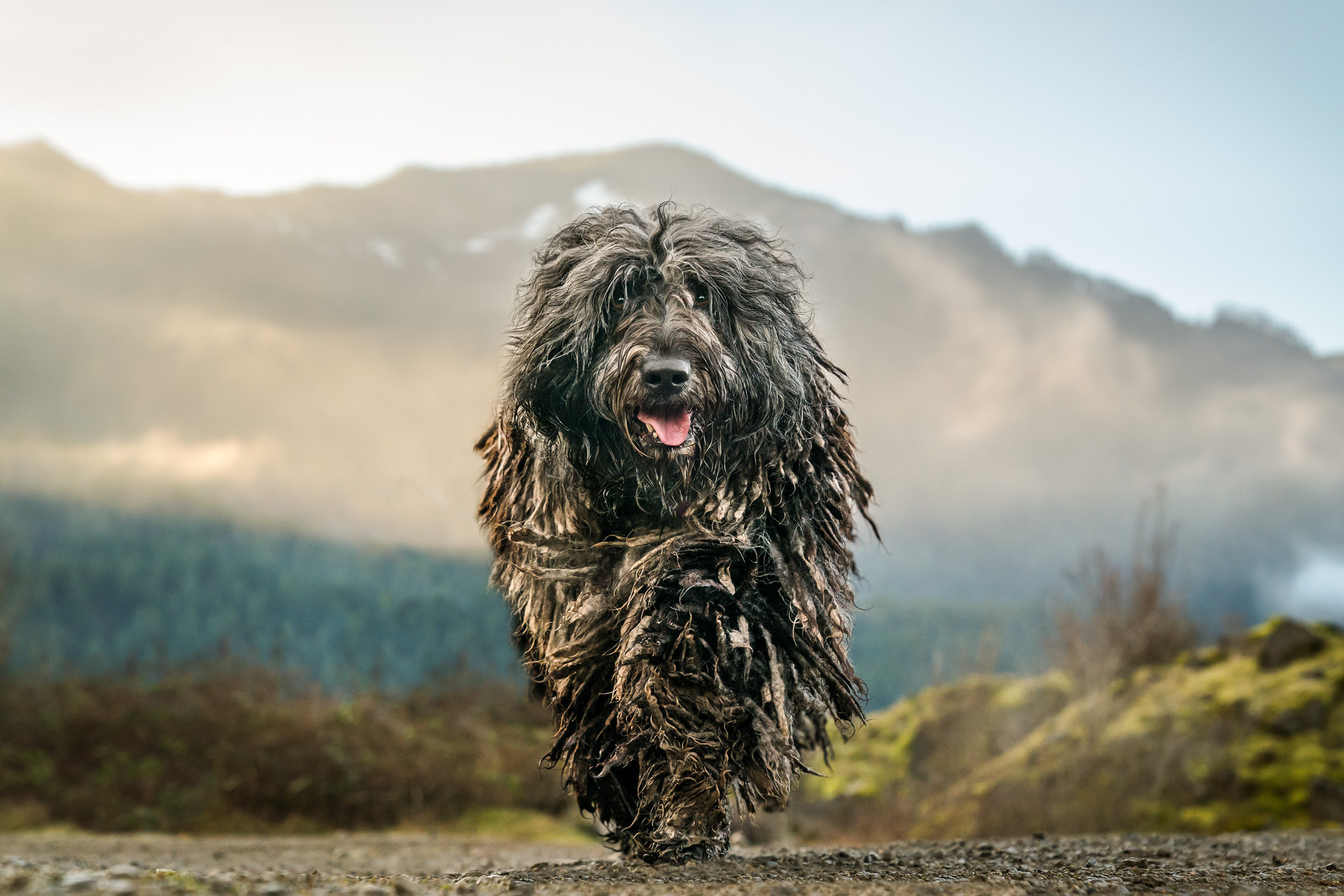 Bergamasco, Pet photography, Portland, Bend Oregon, 1920x1280 HD Desktop