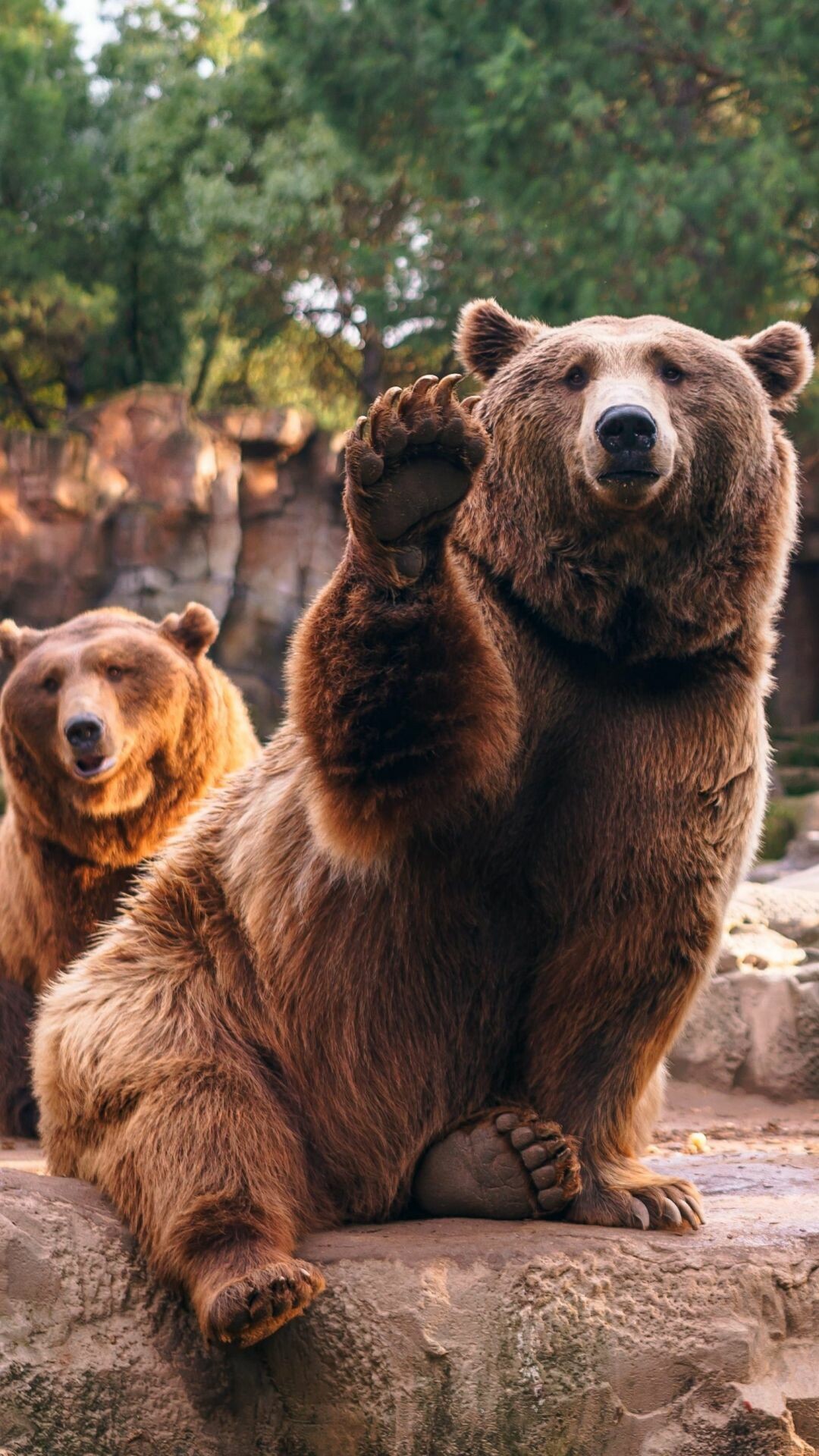 Animal bear, Mobile wallpaper, Wildlife photography, Nature, 1080x1920 Full HD Phone