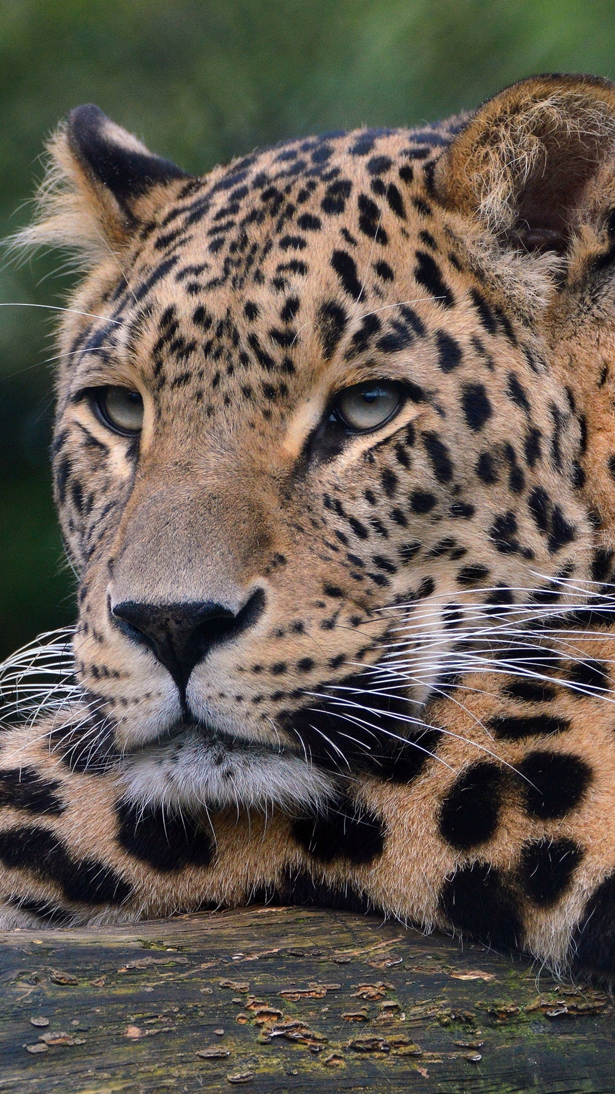 Leopard ultra HD, HD wallpapers, 2160x3840 4K Phone