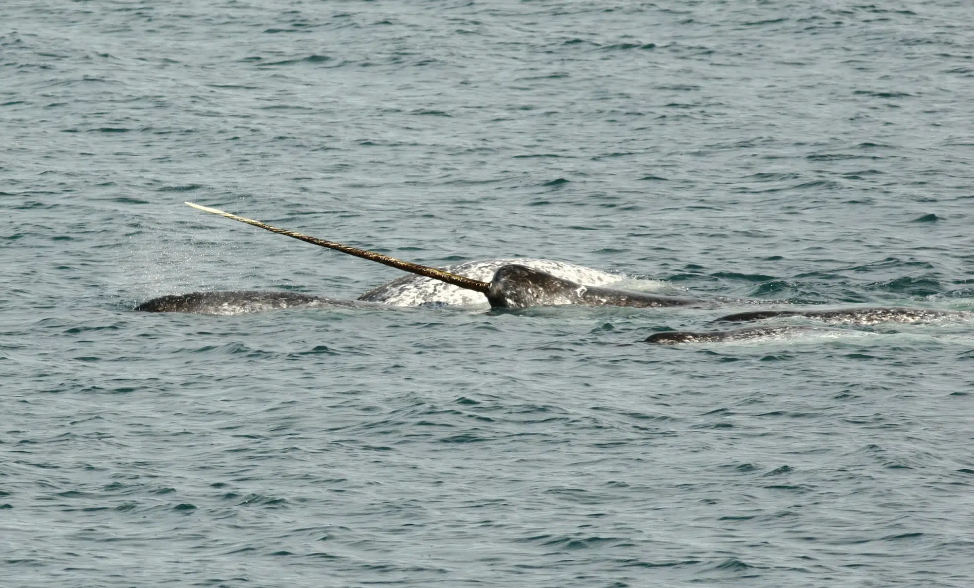 Narwhal, Unicorn of the sea, Dolphin conservation, USA, 2000x1210 HD Desktop