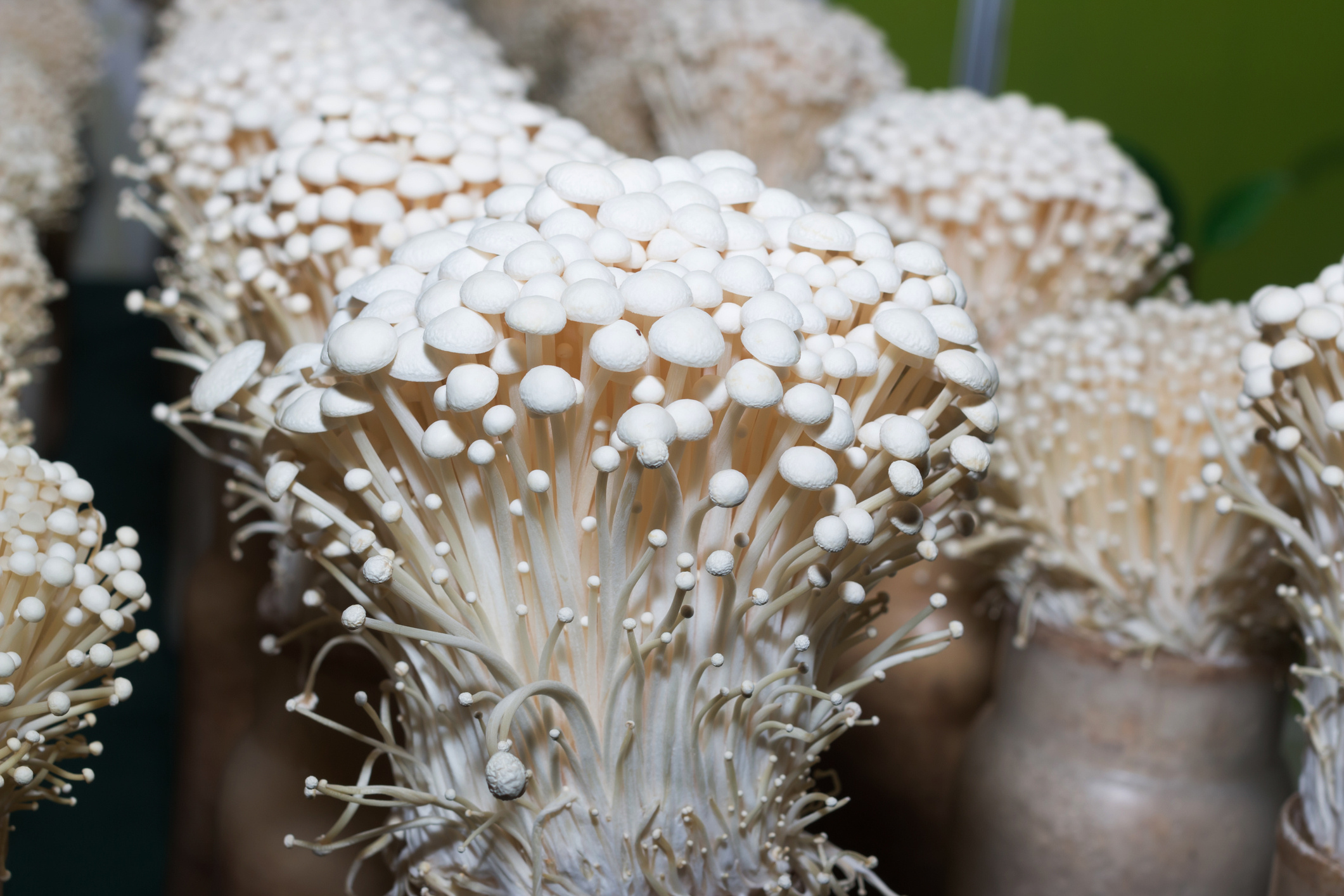 Enoki mushrooms, Farm-fresh delight, Freshpoint enoki, Enoki mushroom goodness, 2130x1420 HD Desktop