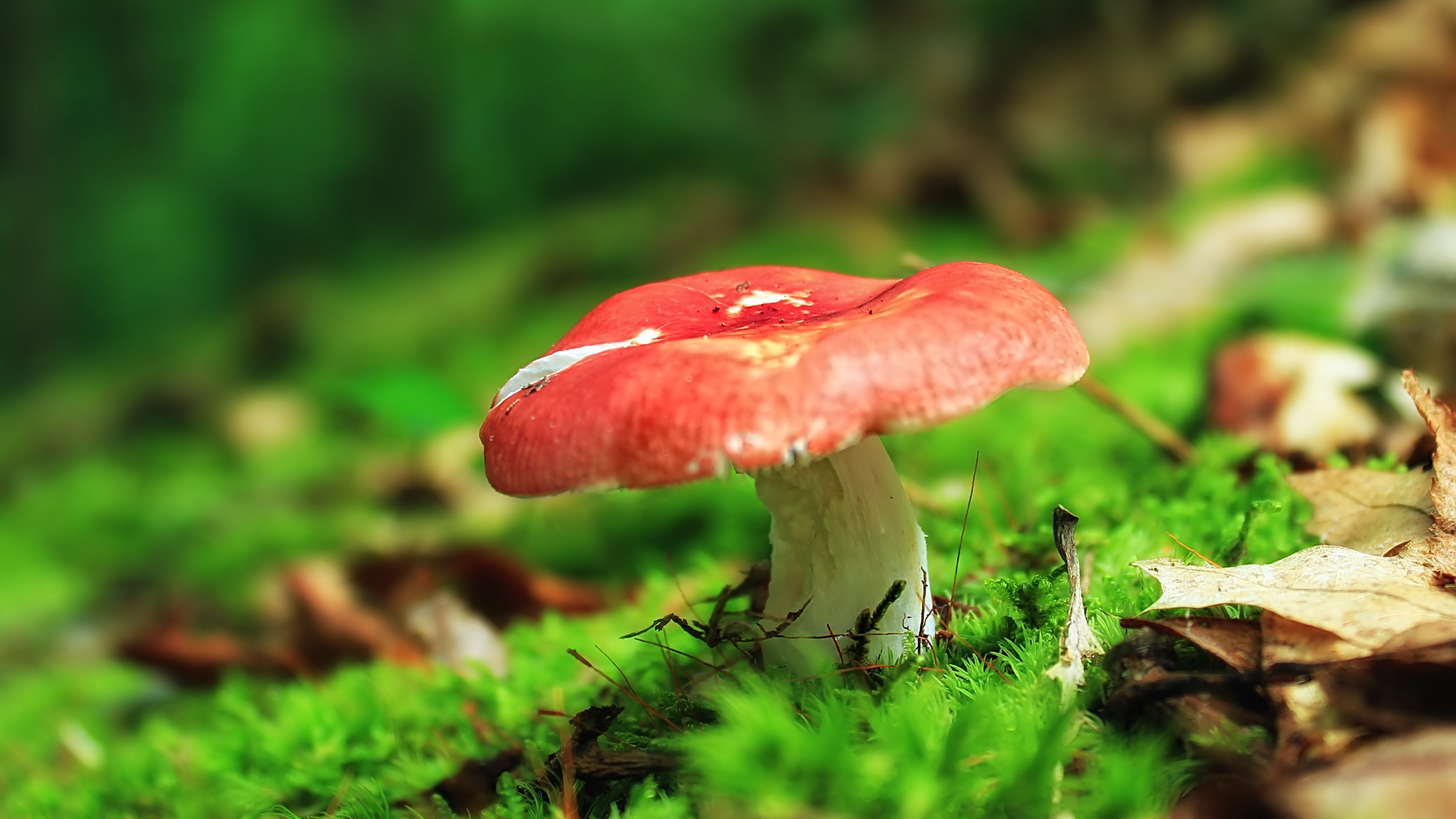 Edible mushrooms, Gourmet delicacy, Culinary ingredient, Food photography, 3840x2160 4K Desktop