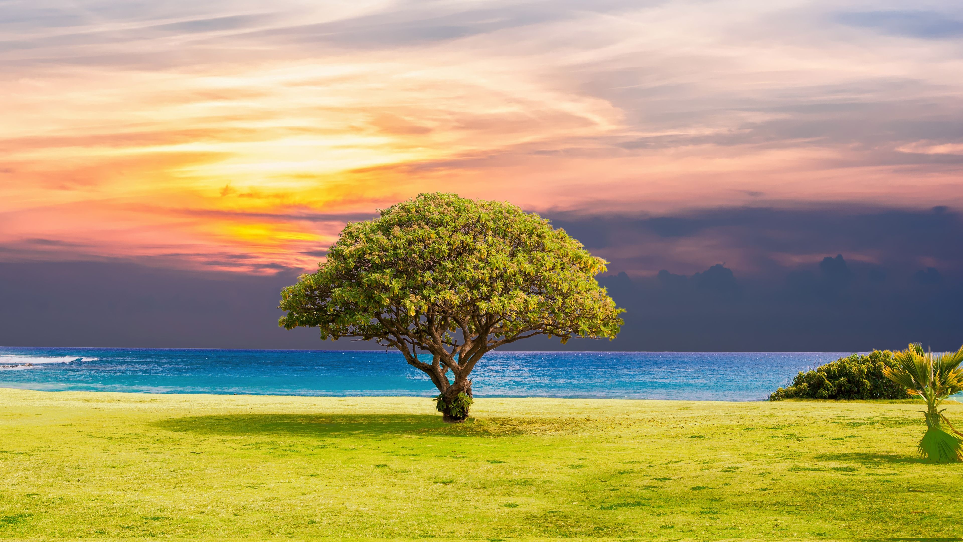 Acacia Tree, Magical beauty, Captivating wallpapers, Nature's enchantment, 3840x2160 4K Desktop