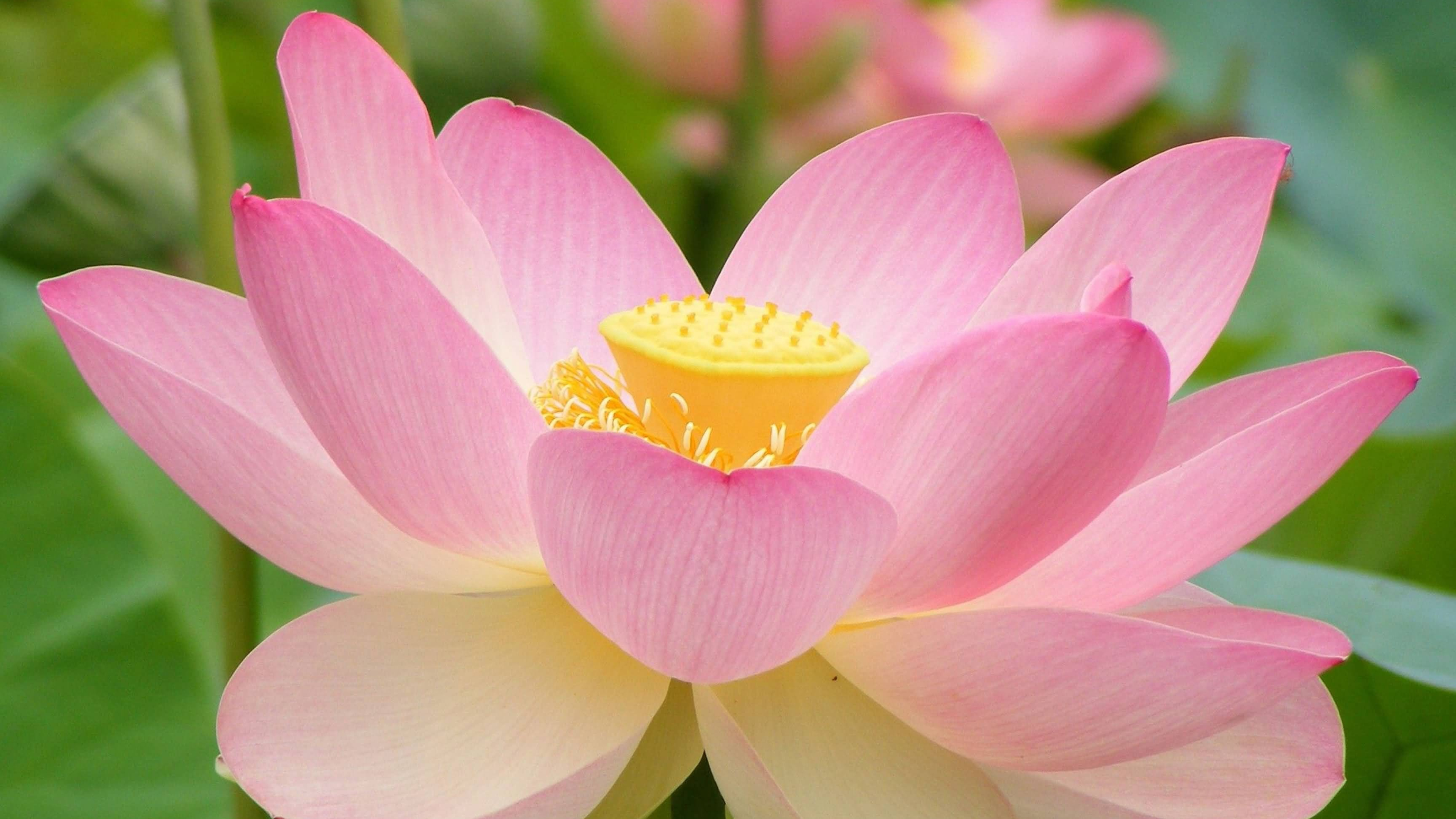 Free lotus flower, Aquatic plant, UHD wallpapers, 3840x2160 4K Desktop