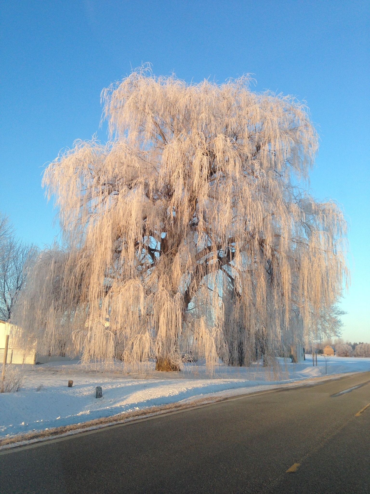 Willow Tree, Majestic nature, Symbolic beauty, Peak of elegance, 1540x2050 HD Phone