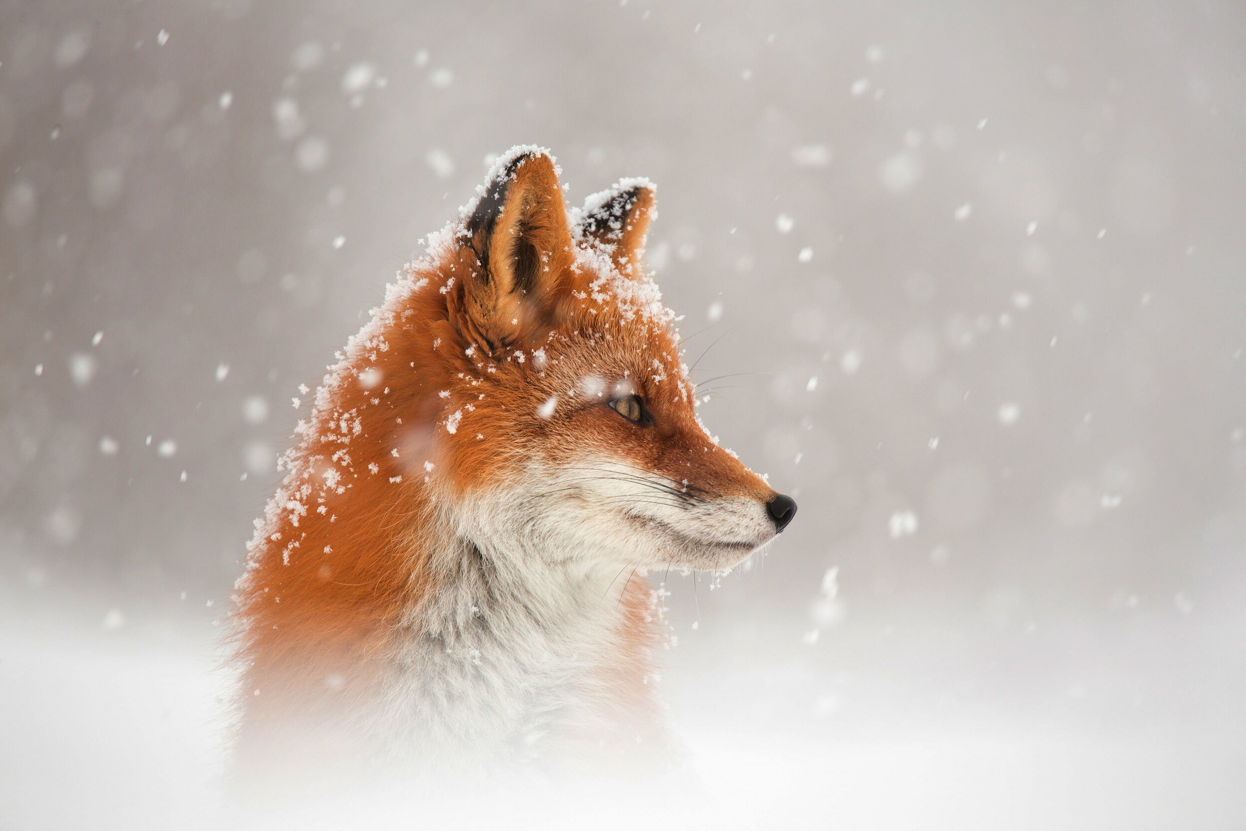 Mysterious fox, Cunning and clever, Graceful creature, Sleek and agile, 2500x1670 HD Desktop