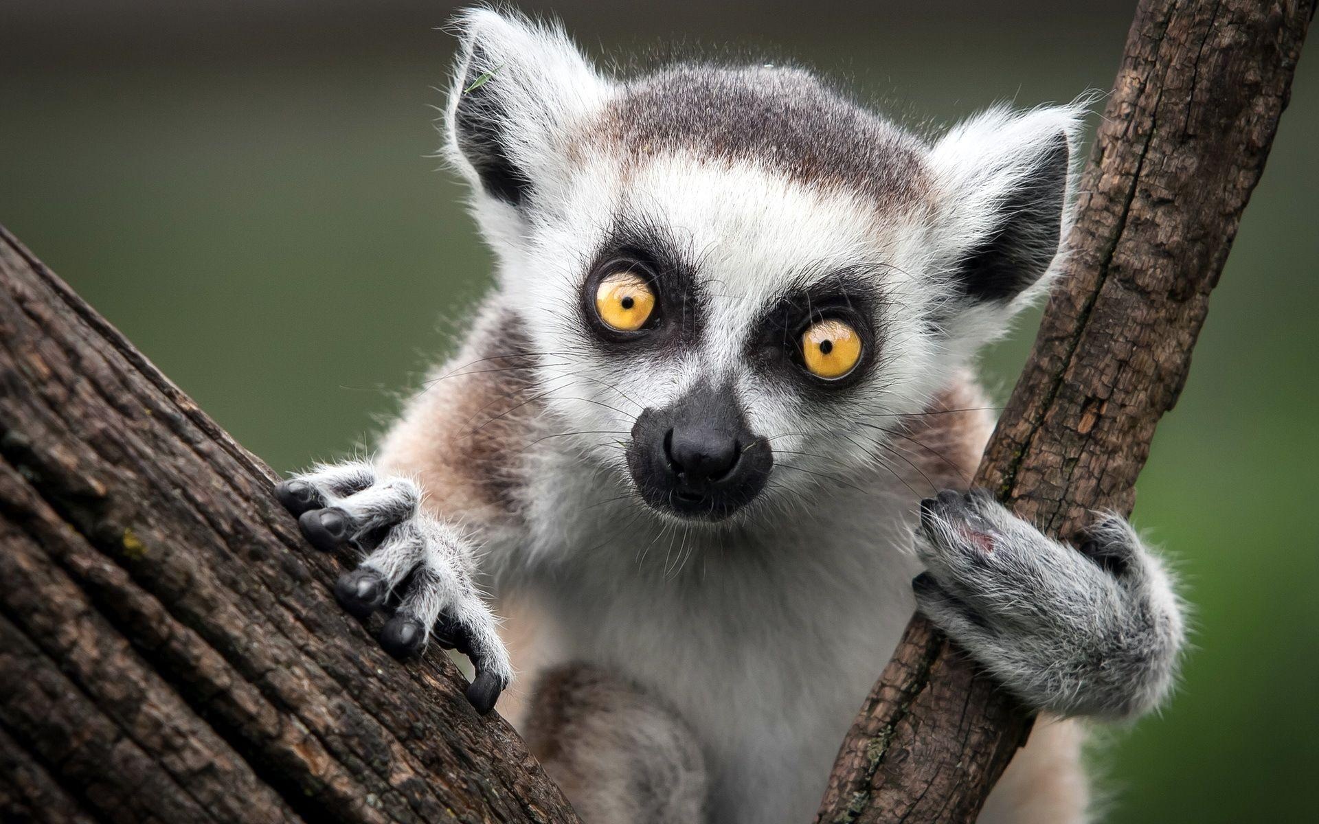 Ring Tailed Lemur, Animals, Cute lemur wallpapers, Top backgrounds, 1920x1200 HD Desktop