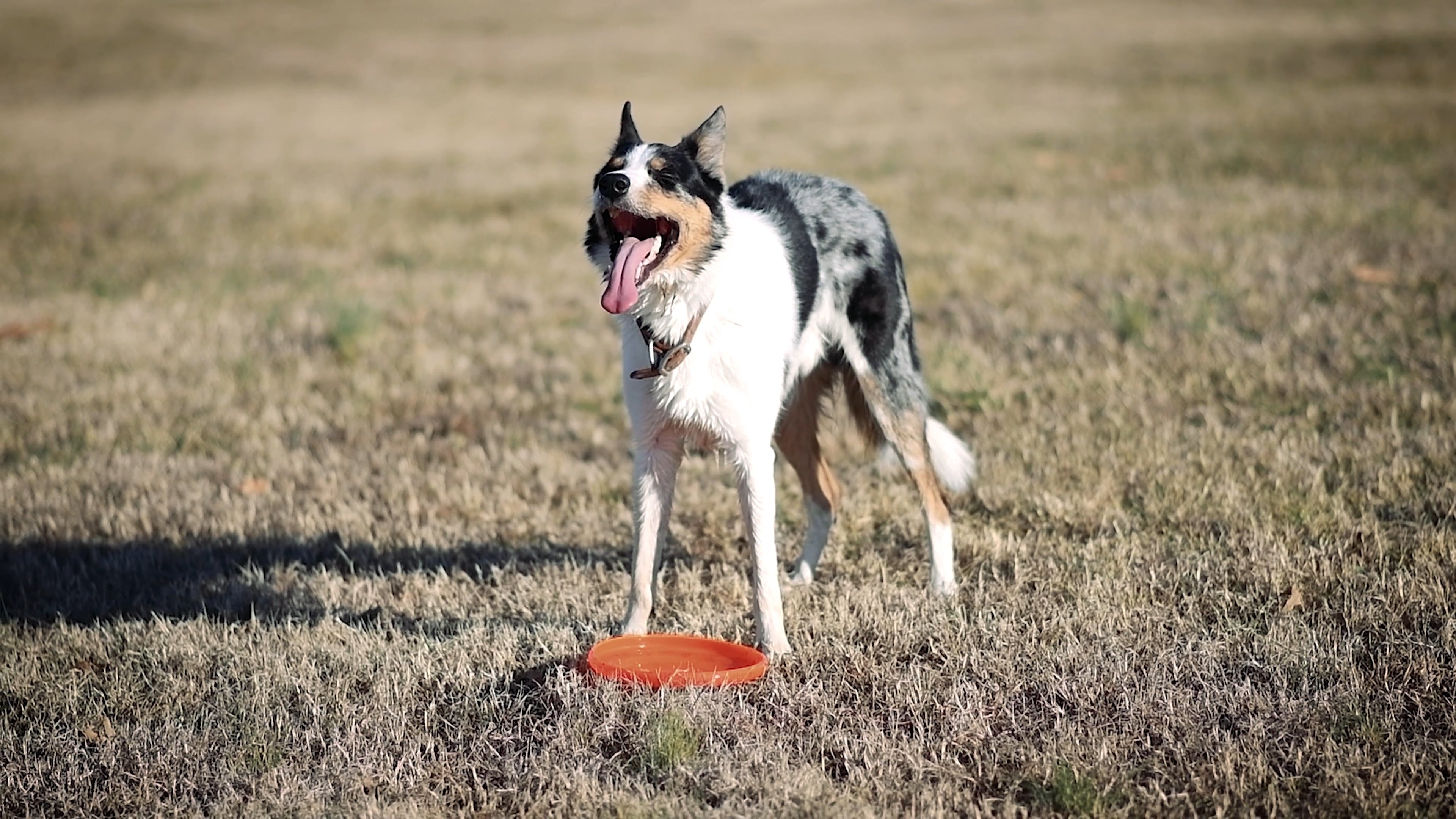 Flying disc sports, Dog on grass, Panting video, Sports, 3840x2160 4K Desktop