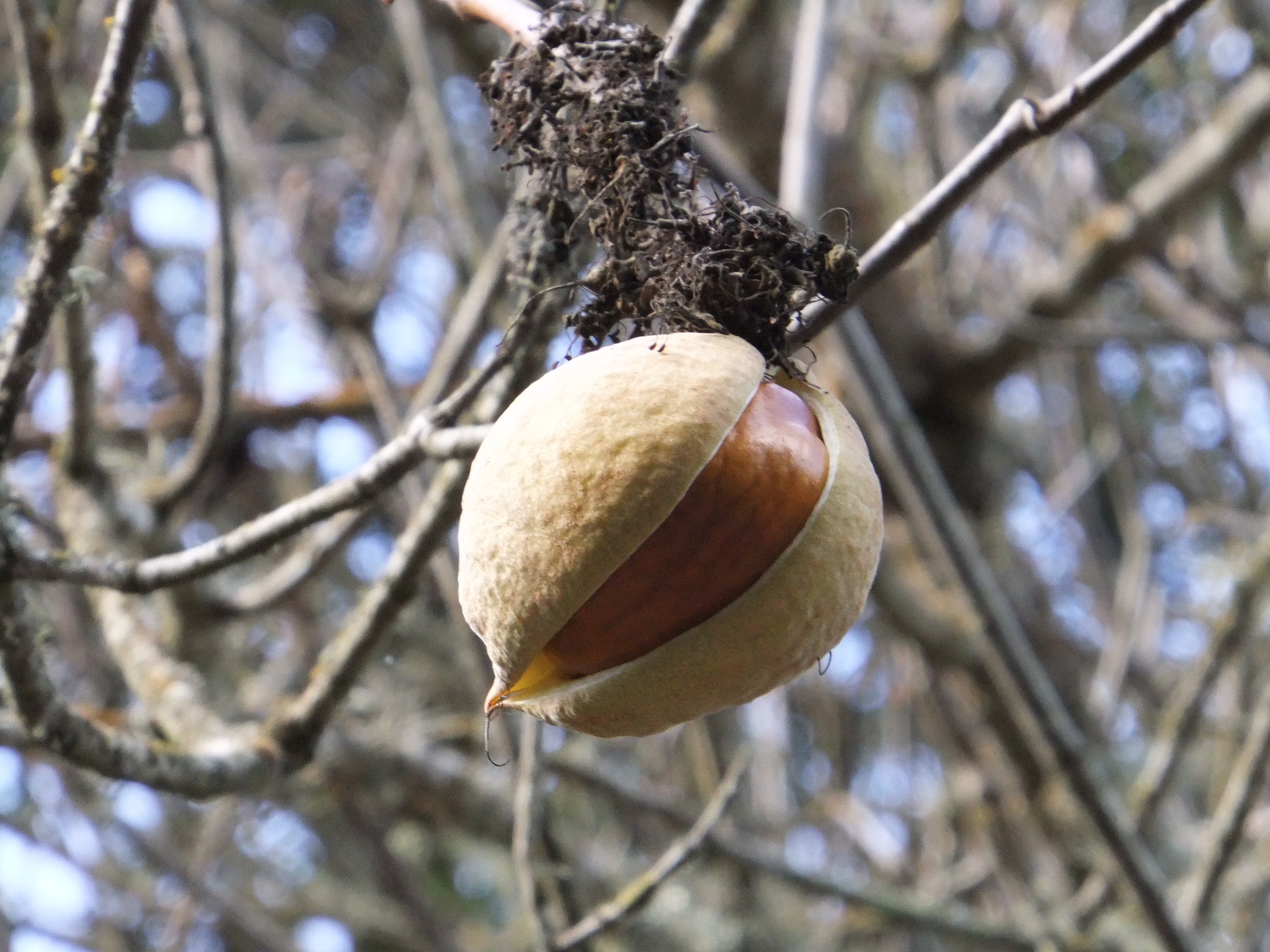 Buckeye Tree, Californian beauty, Tree for all seasons, Garden treasure, 2050x1540 HD Desktop