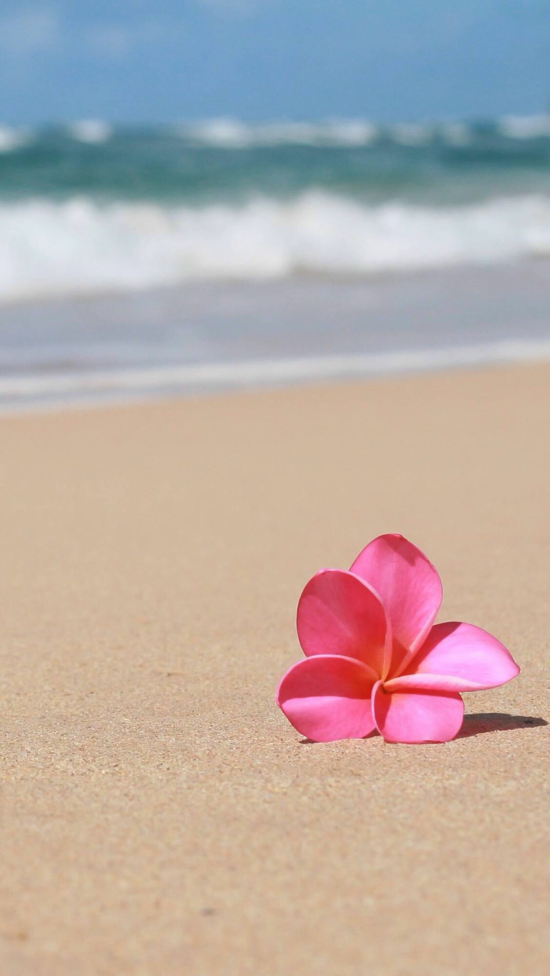 Beach, Plumeria Wallpaper, 1130x2000 HD Phone