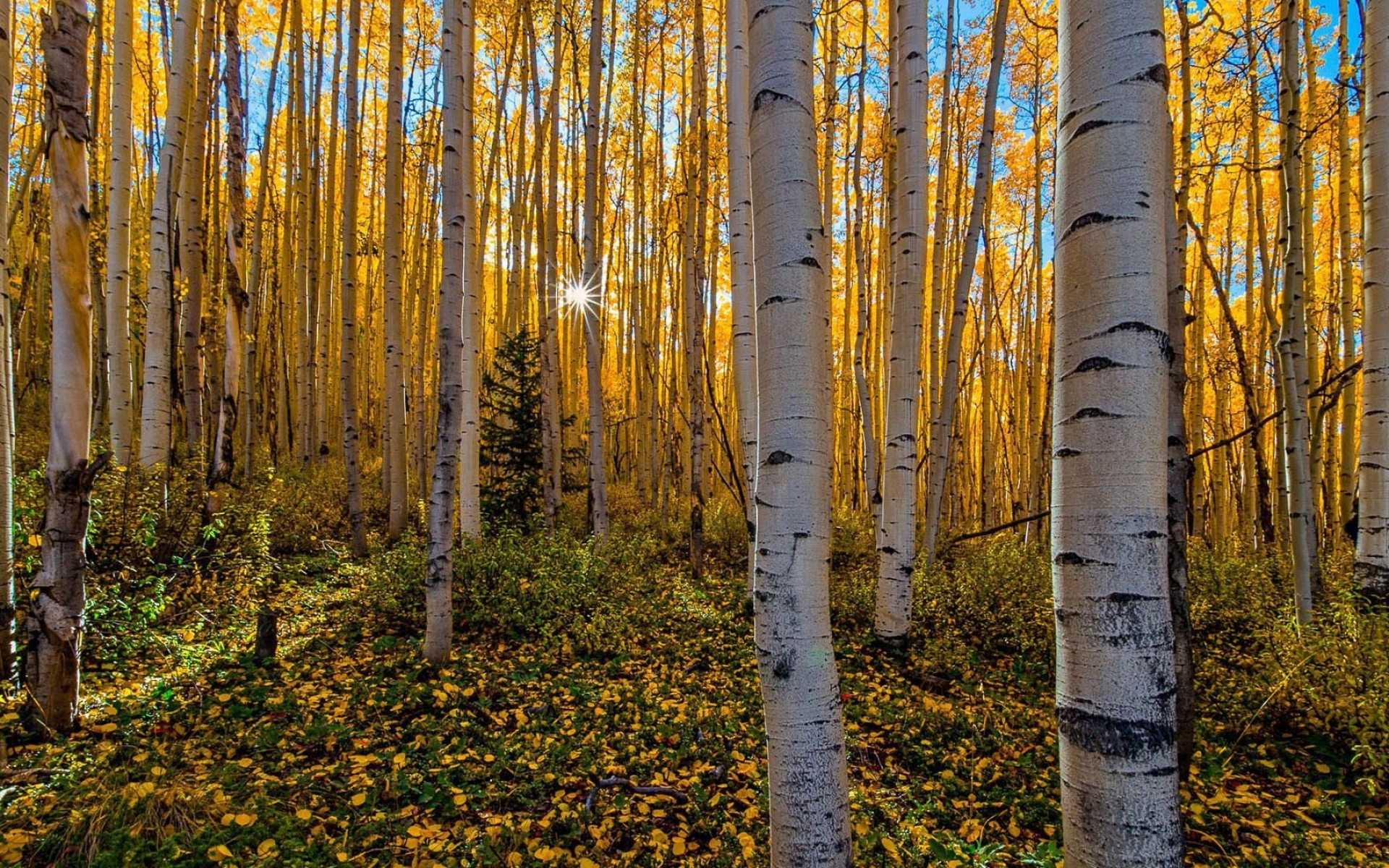 Forest, Aspen Tree Wallpaper, 1920x1200 HD Desktop