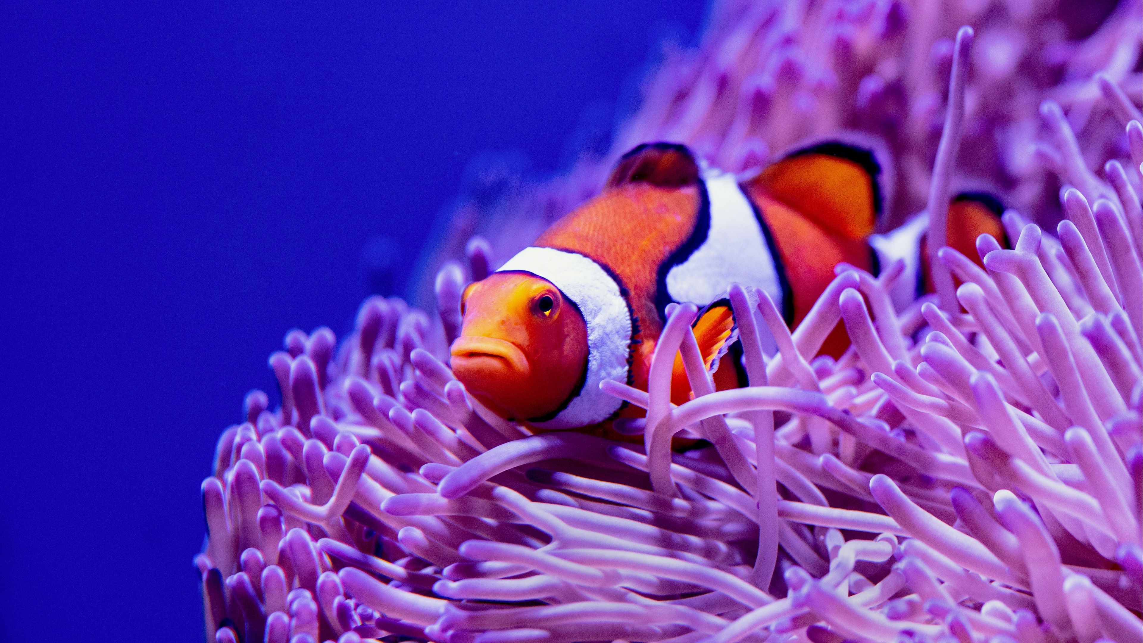 iPhone clownfish wallpapers, Vibrant colors, 4K quality, Exquisite photographs, 3840x2160 4K Desktop