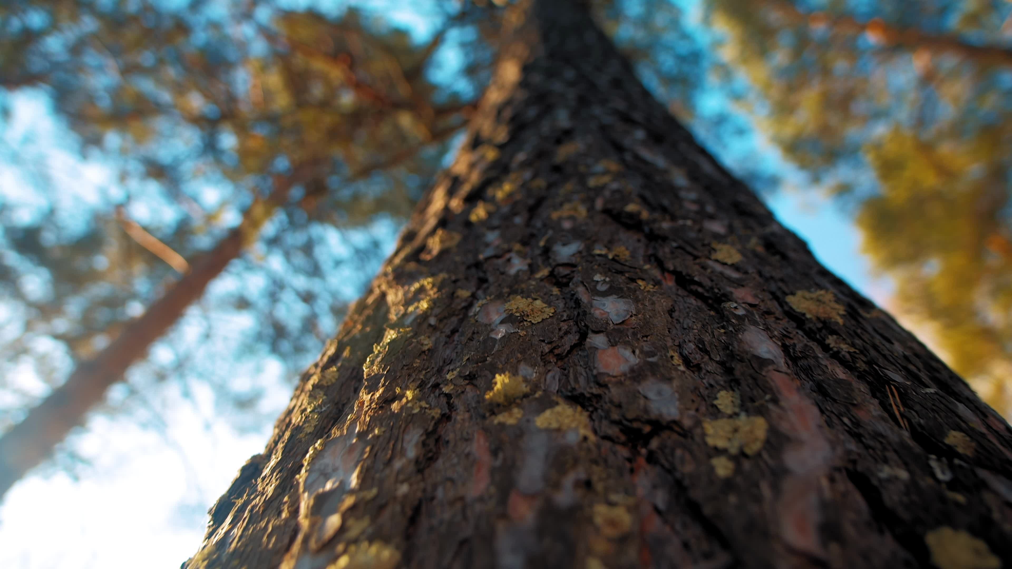 Trunk, Pine Trees Wallpaper, 3840x2160 4K Desktop