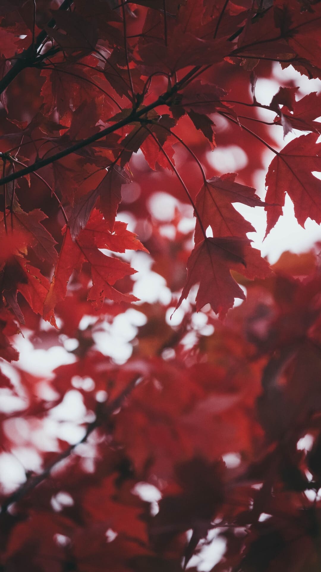 Leaves autumn red wallpaper, Fall's embrace, Seasonal beauty, Nature's warmth, 1080x1920 Full HD Phone