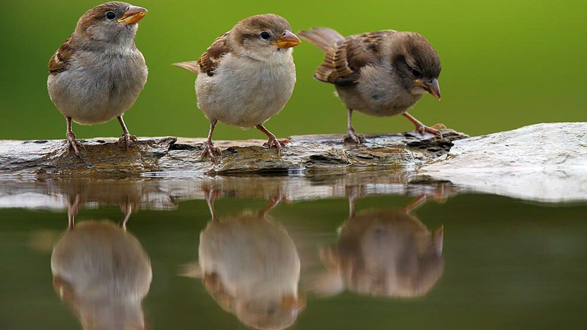 Colorful passerines, Little bird gems, Birdwatcher's delight, Small bird photography, 1920x1080 Full HD Desktop