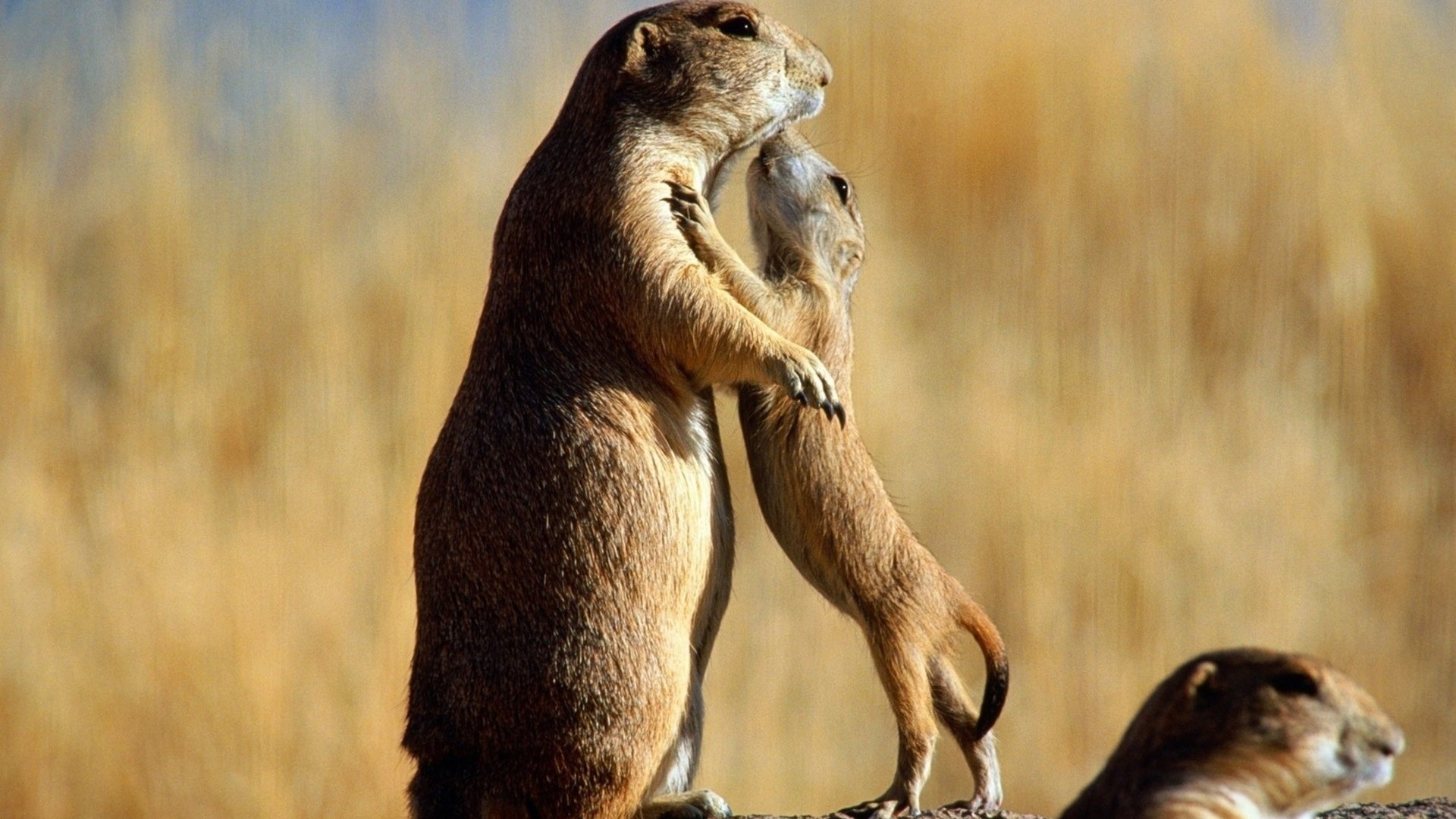 Utah Prairie Dog, Western rodent, Social colony, Burrow digger, 1920x1080 Full HD Desktop