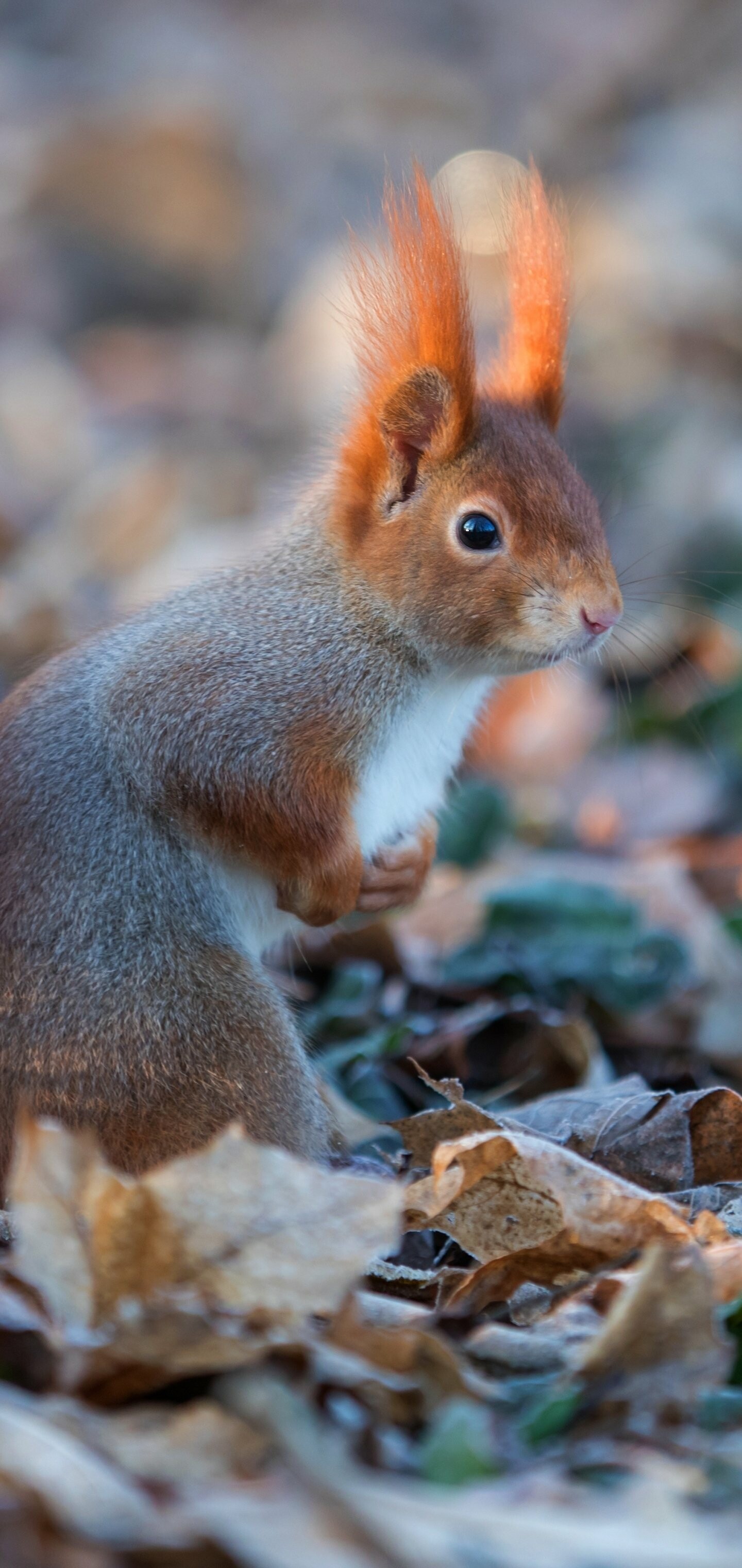 Squirrel, Animal, Keywords, Keywords, 1440x3040 HD Phone