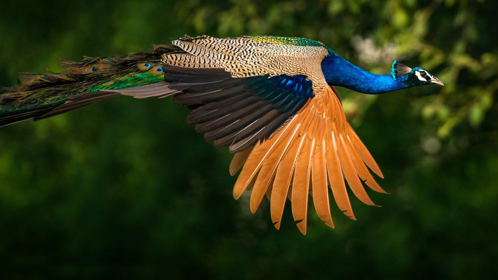 Indian peacock HD wallpapers, Striking design, Vibrant colors, Stunning images, 1920x1080 Full HD Desktop