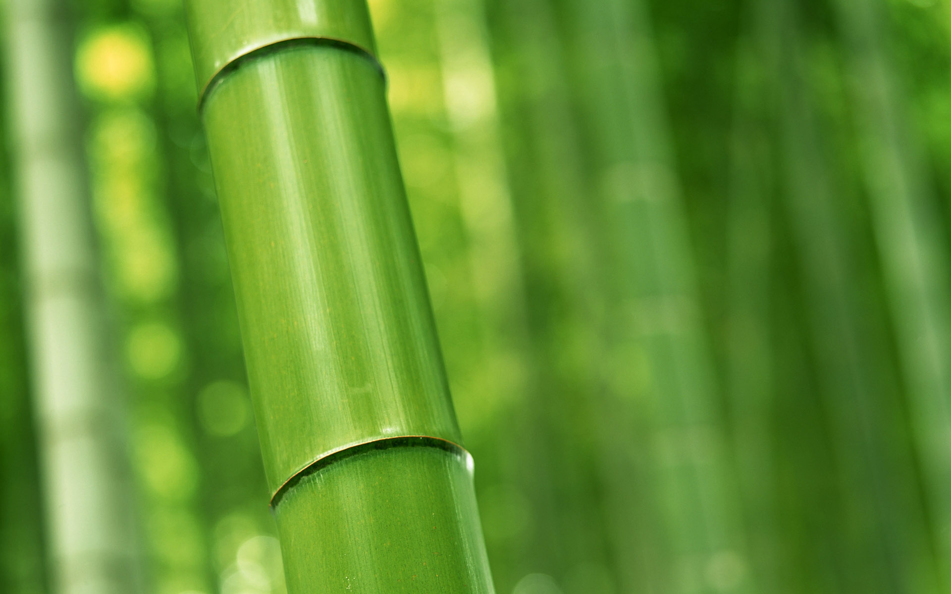 Wallcoo bamboo forest, Tranquil nature, Fenjin's desktop, Bamboo wallpaper, 1920x1200 HD Desktop