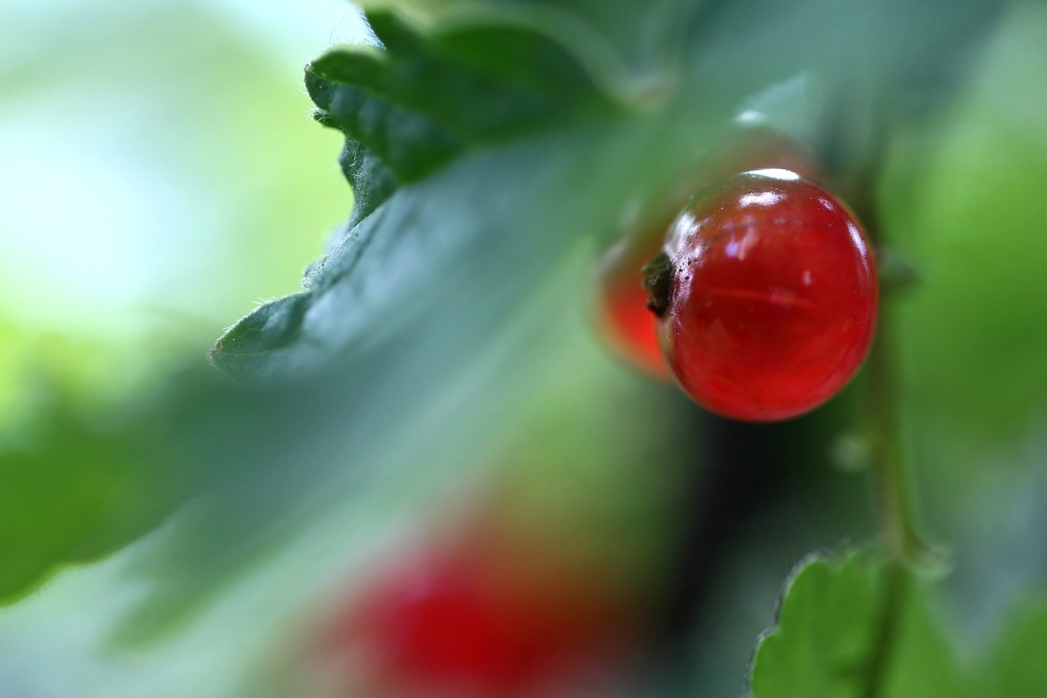 Red currant, Juicy fruit, Full HD wallpaper, Exquisite colors, 2050x1370 HD Desktop