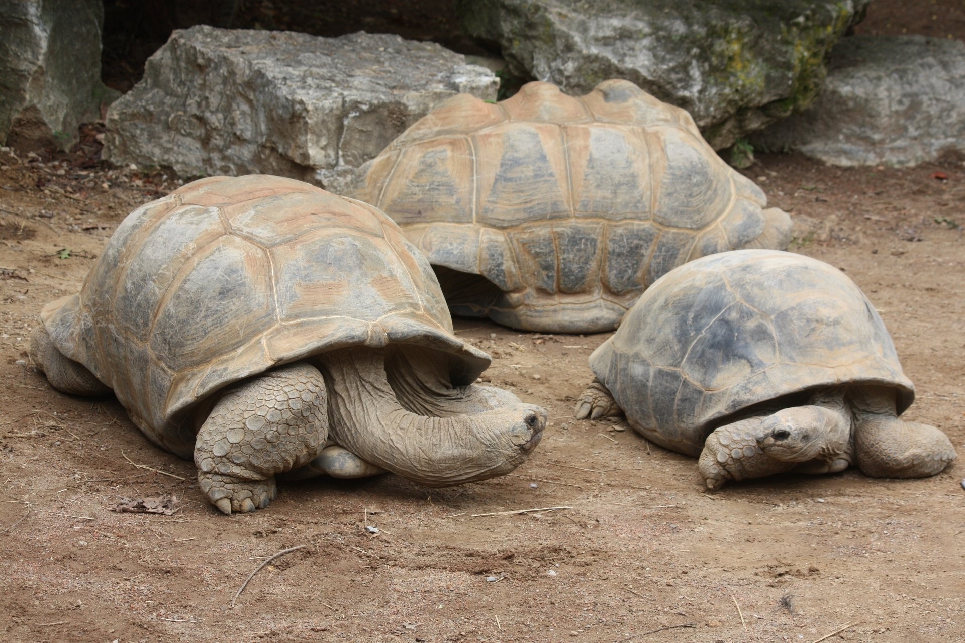 Family, Aldabra Giant Tortoise Wallpaper, 1920x1280 HD Desktop