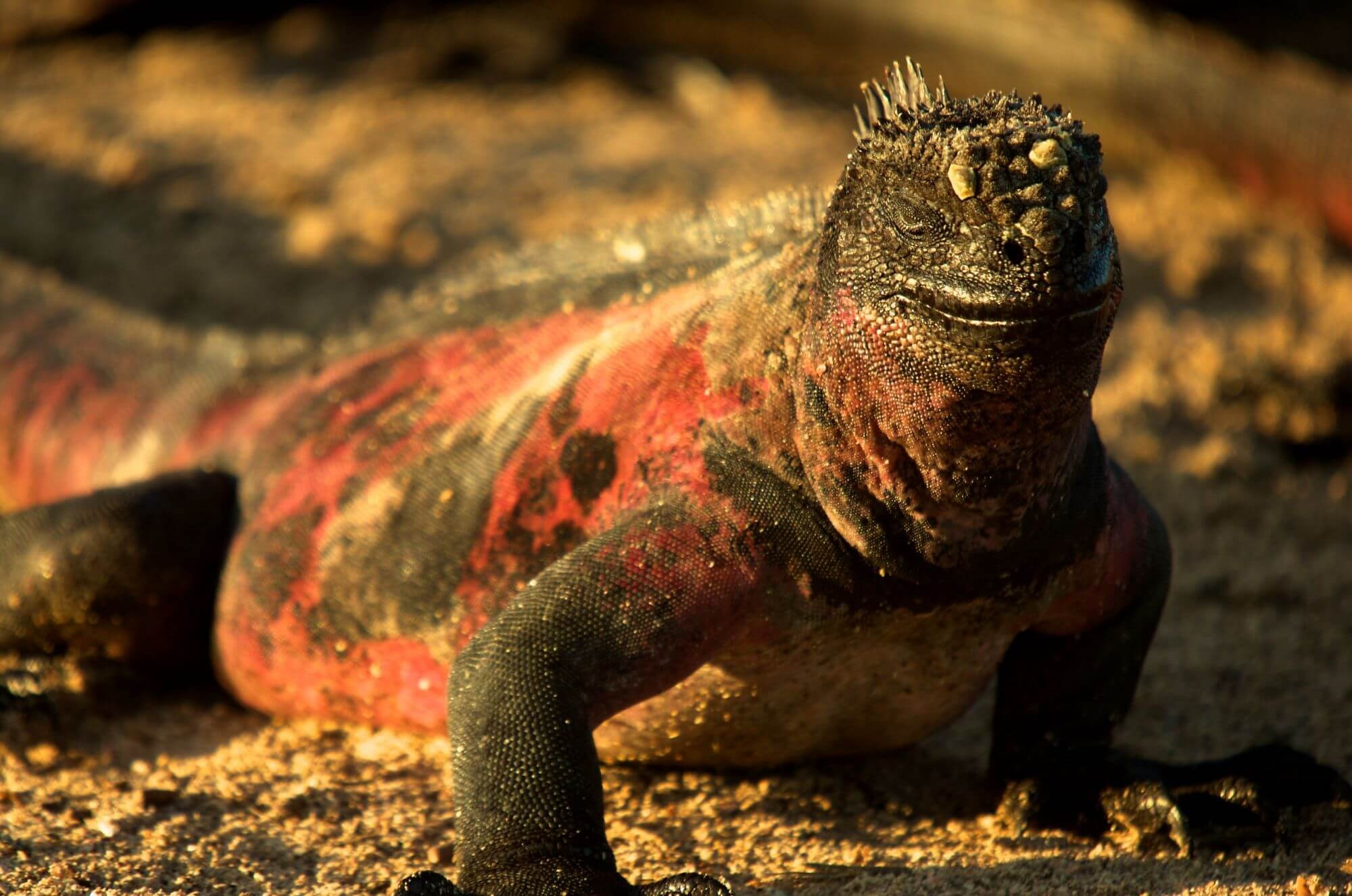 Galapagos Safari, Recommendations by guides, 2000x1330 HD Desktop