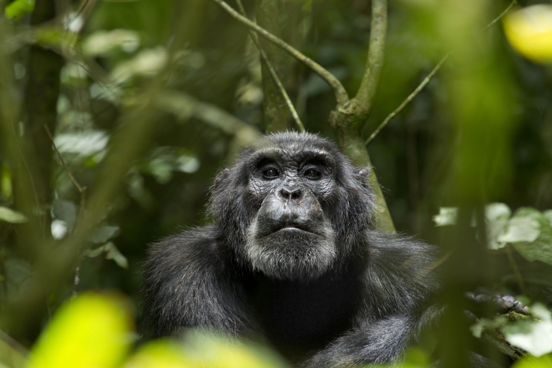 Chimpanzee portrait, Primate wonder, Animal wallpaper, 1920x1280 HD Desktop