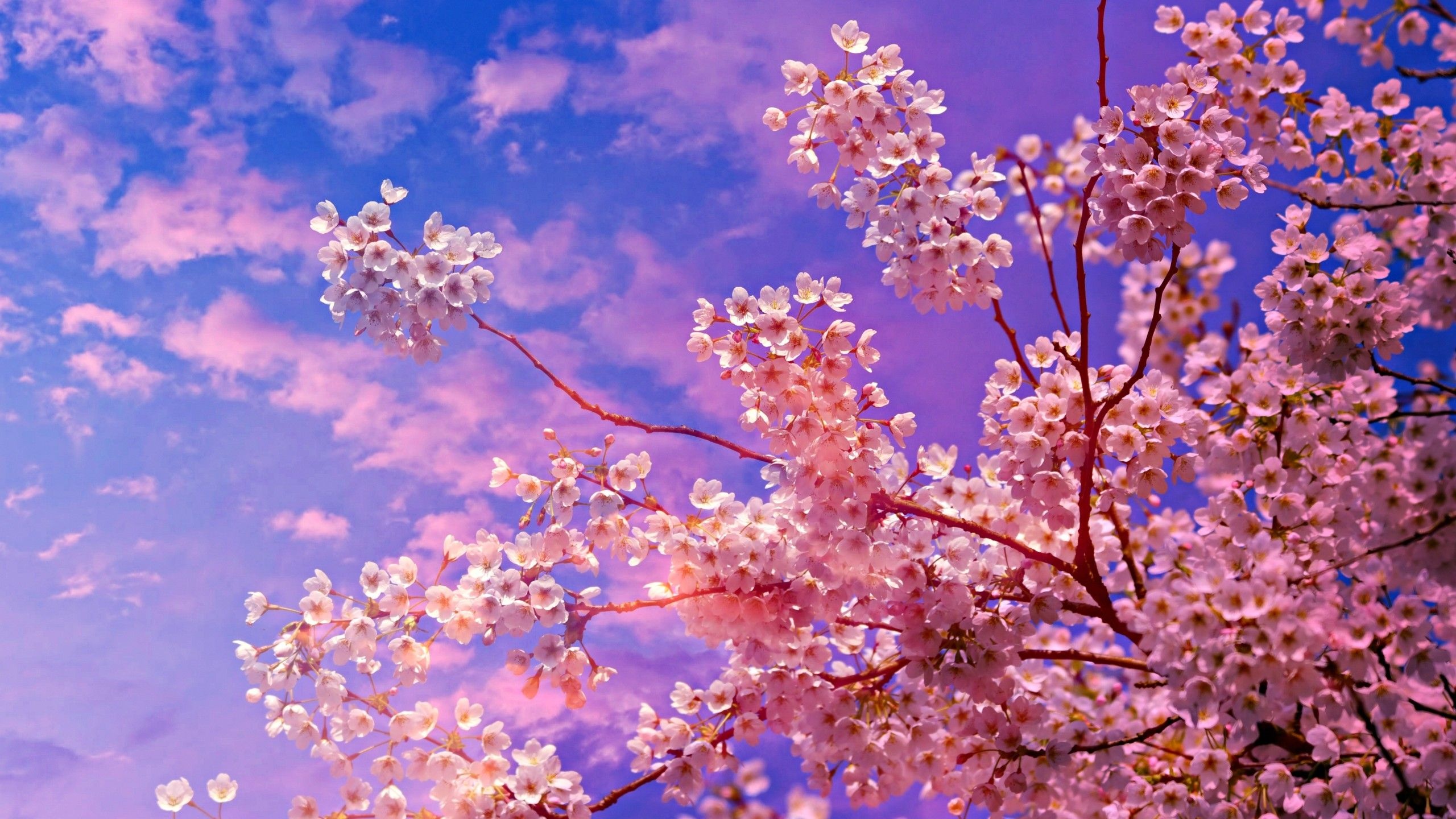 Blooming cherry blossom branches, Purple twilight sky, Pink sunset clouds, HD Desktop wallpaper