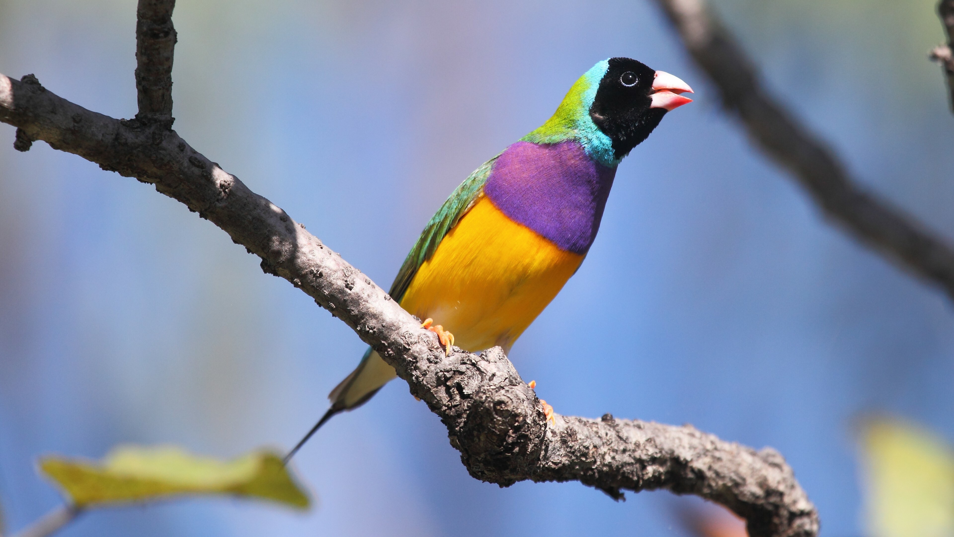 Gouldian finch, Birds Wallpaper, 3840x2160 4K Desktop