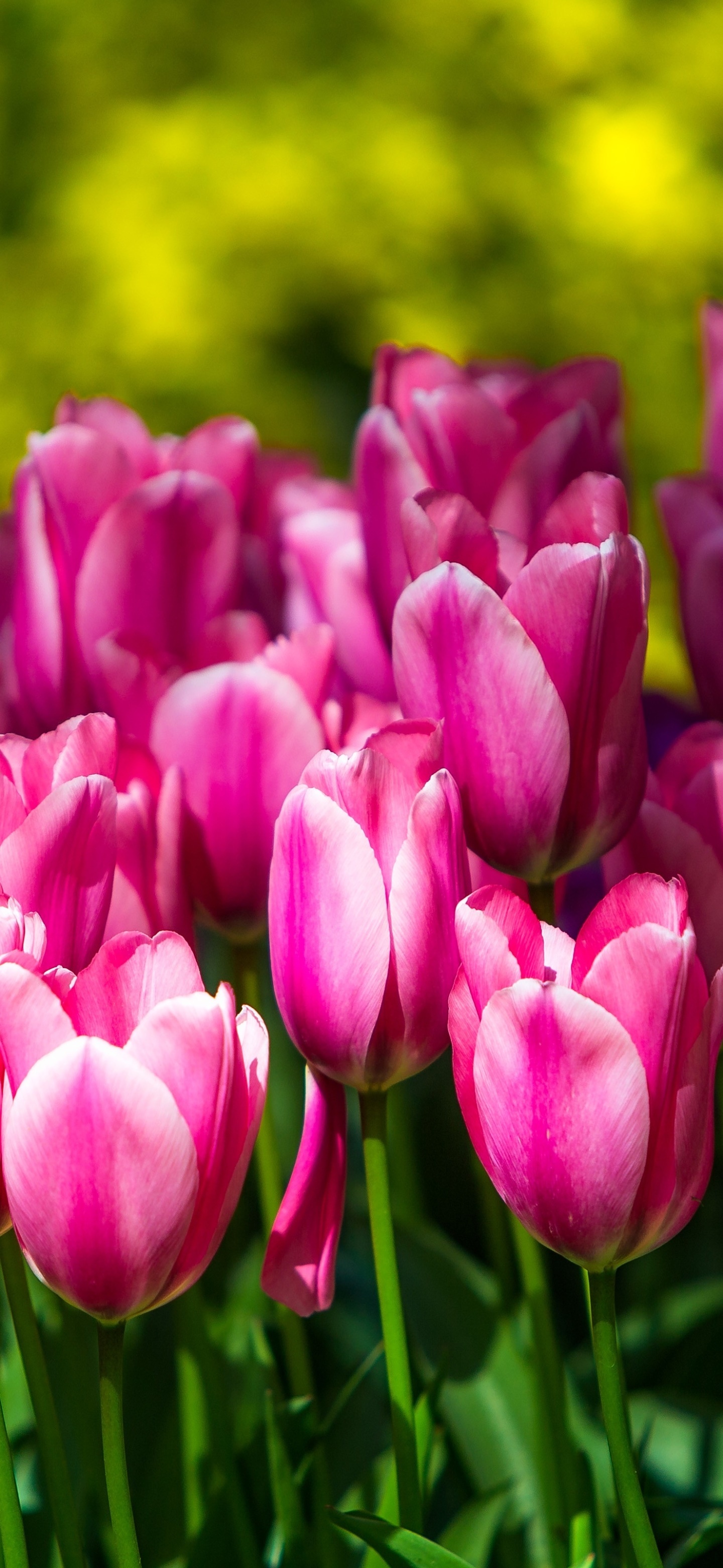 Pink tulip flowers, Green tulip stems, Sunlit yellow garden bokeh, HD Phone wallpaper