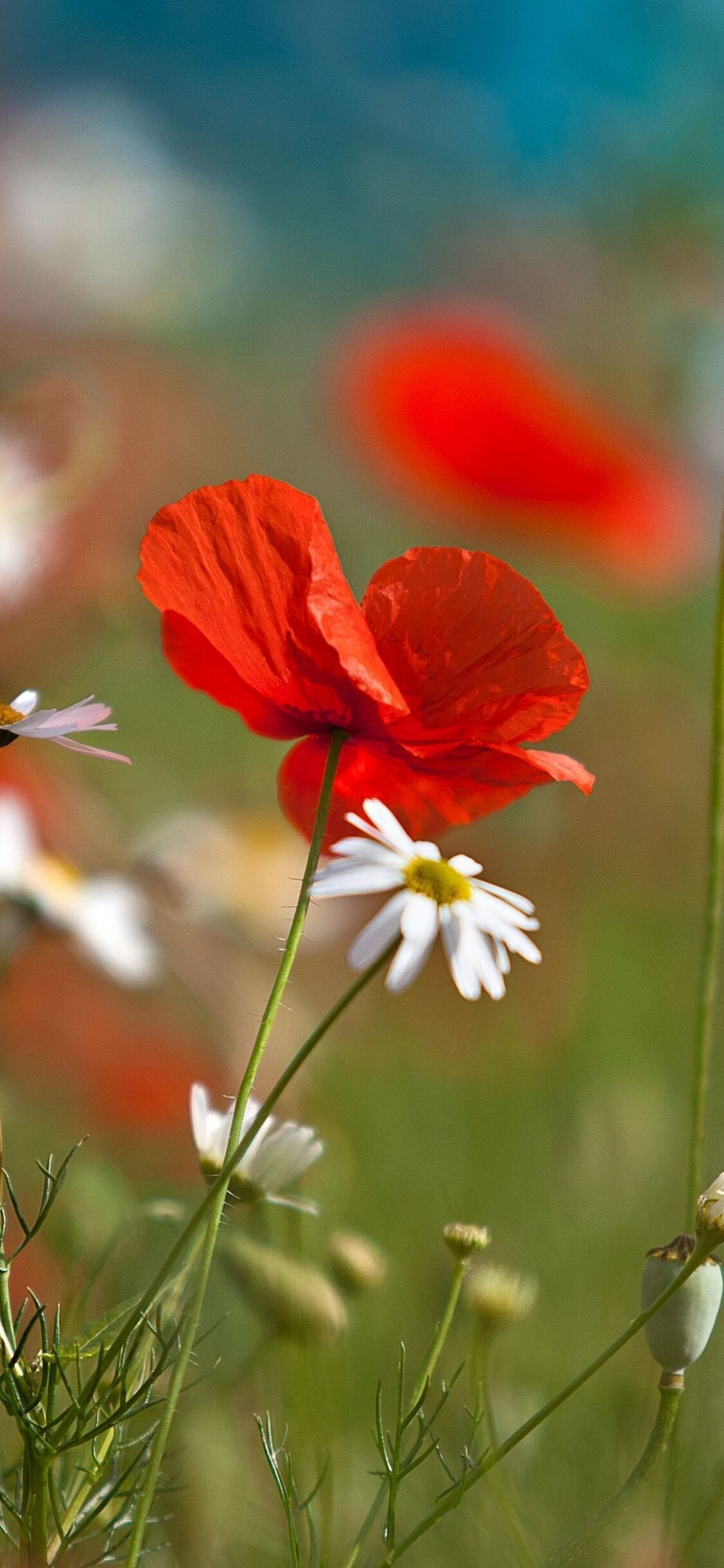 Poppy flower, Macro photography, Desktop wallpaper, Floral paradise, 1130x2440 HD Phone