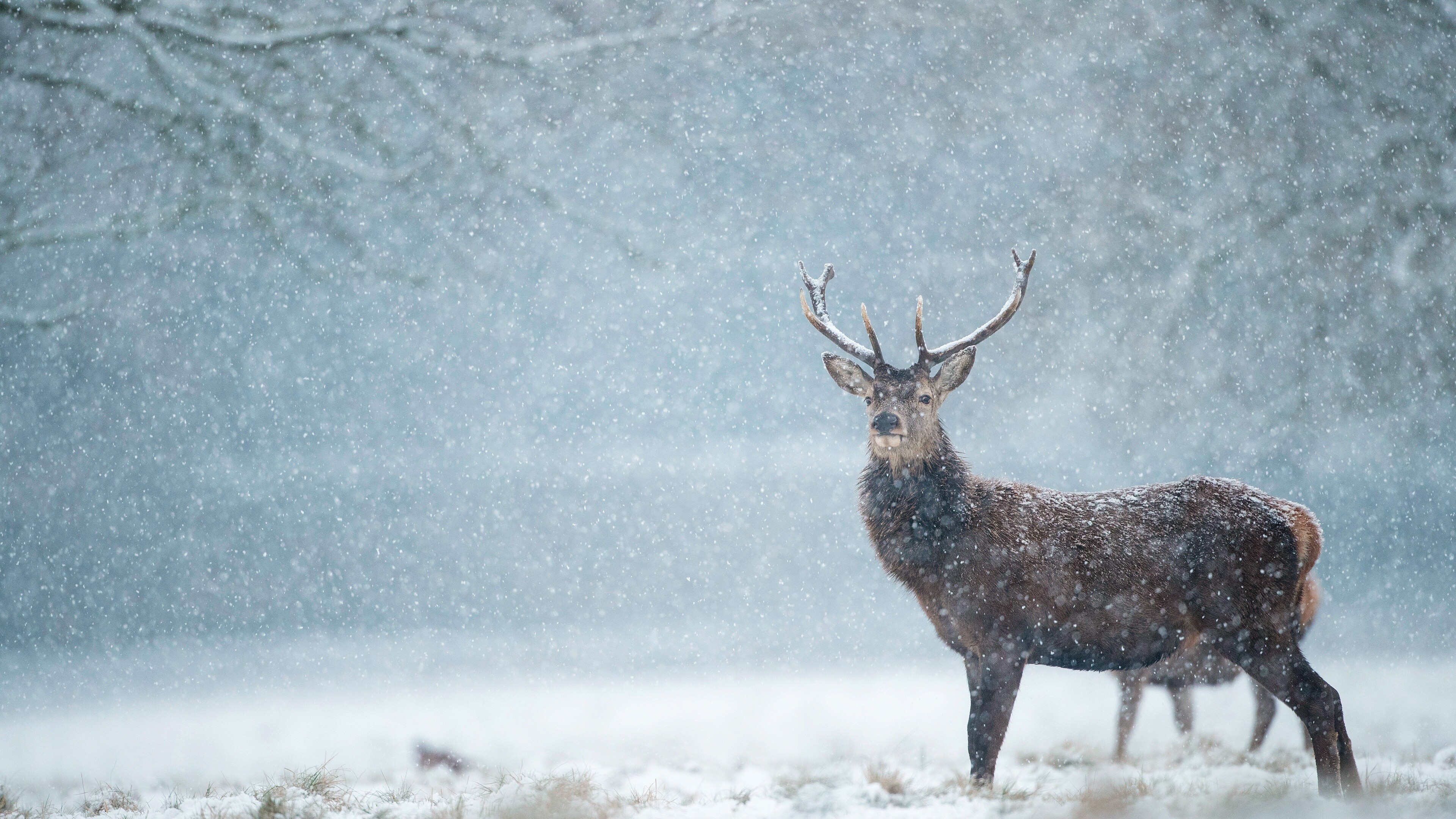 Deer, Snowfall Wallpaper, 3840x2160 4K Desktop